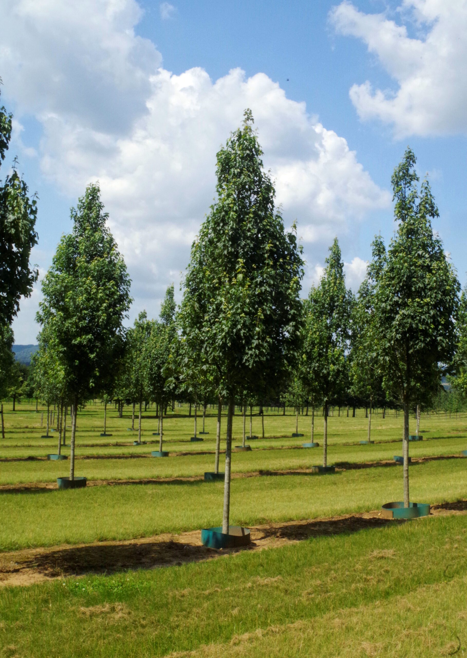 Acer rubrum Karpick semi-mature trees growing in field