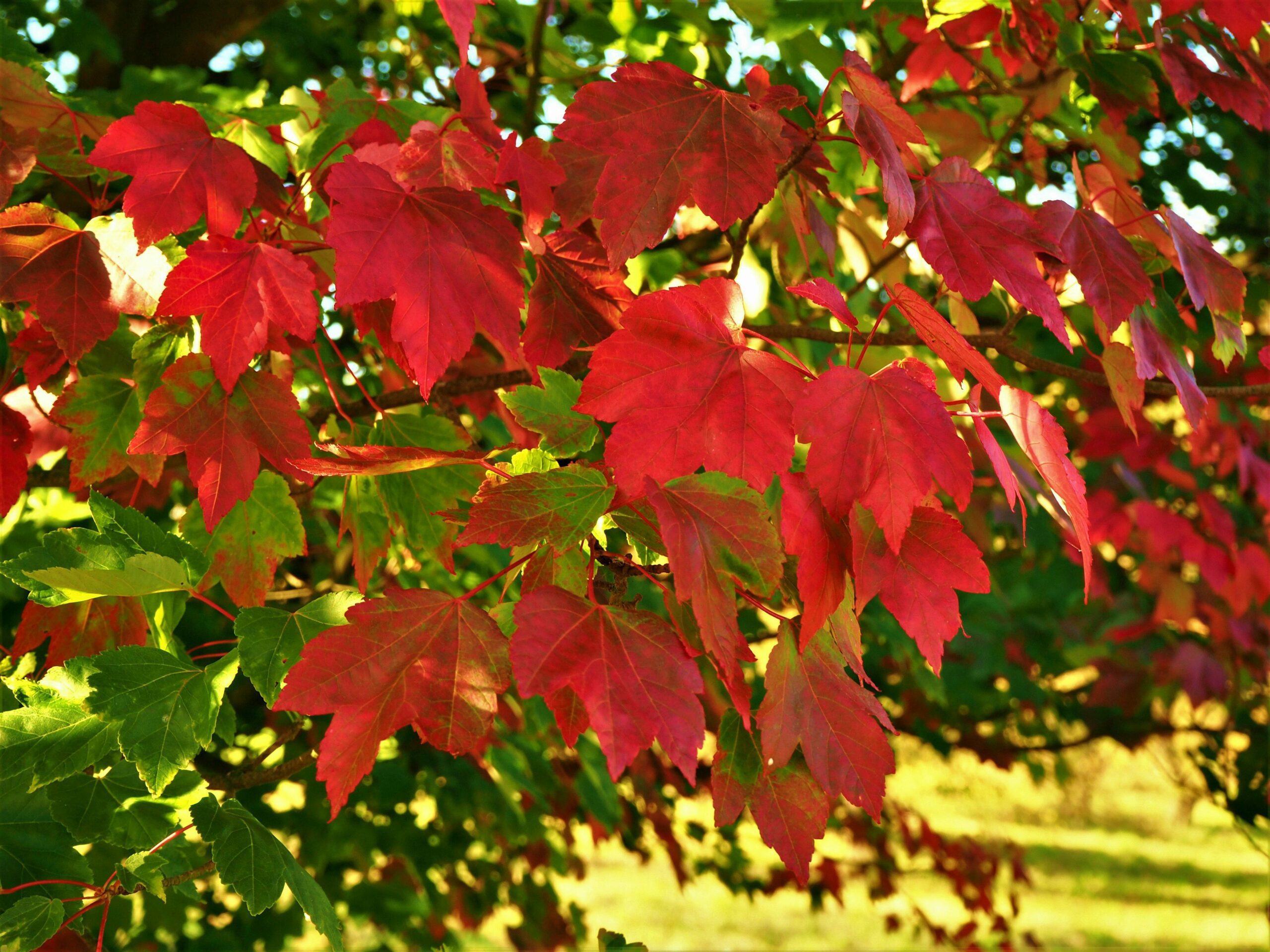 Acer rubrum October Glory autumn colour