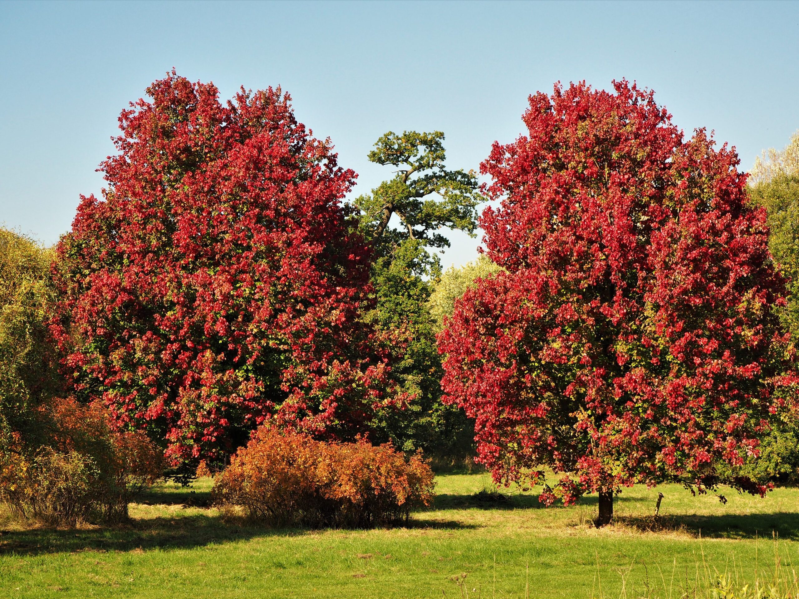 Acer rubrum October Glory trees in autumn colour in field