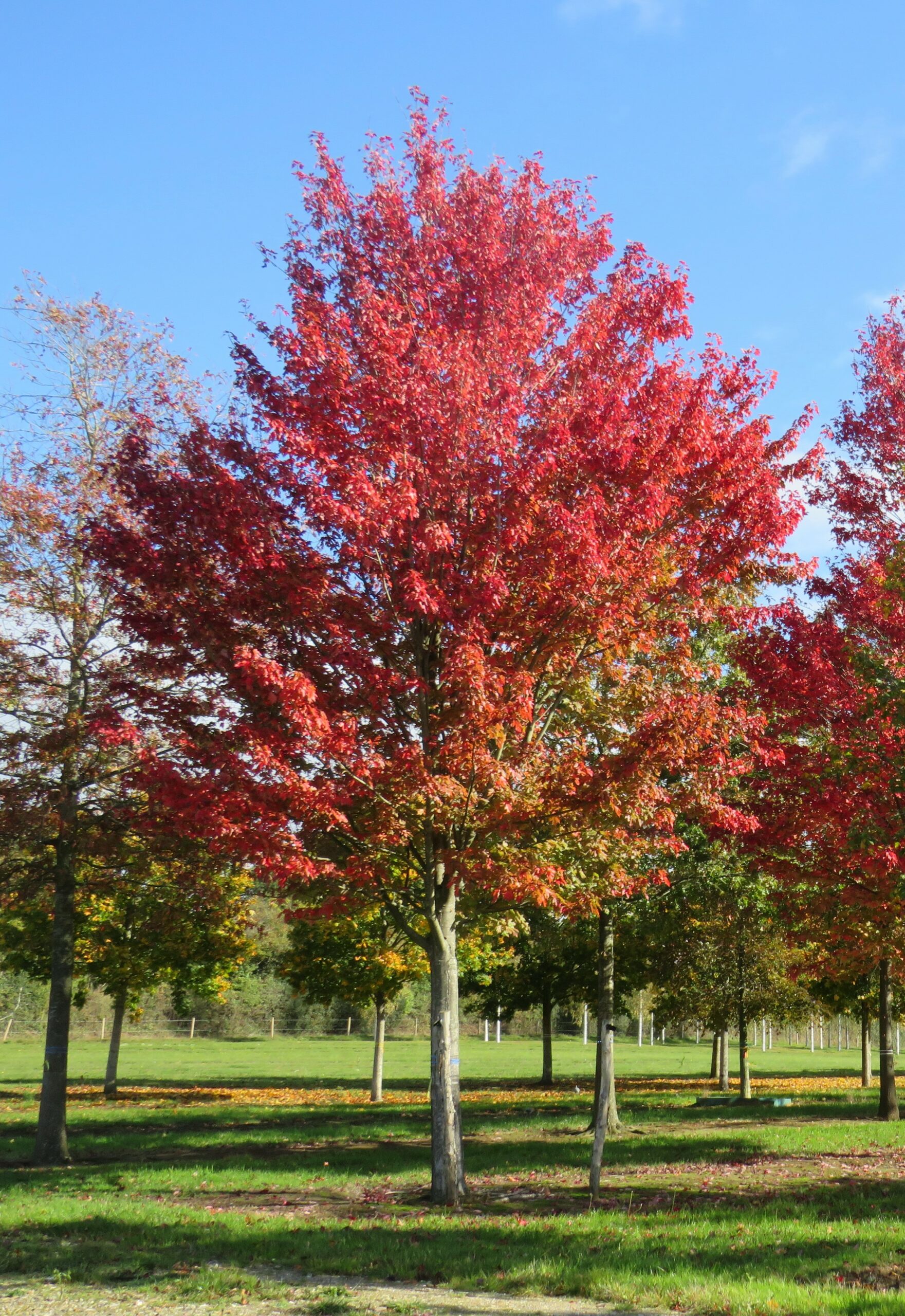 Acer rubrum Red Maple super semi-mature trees growing in field