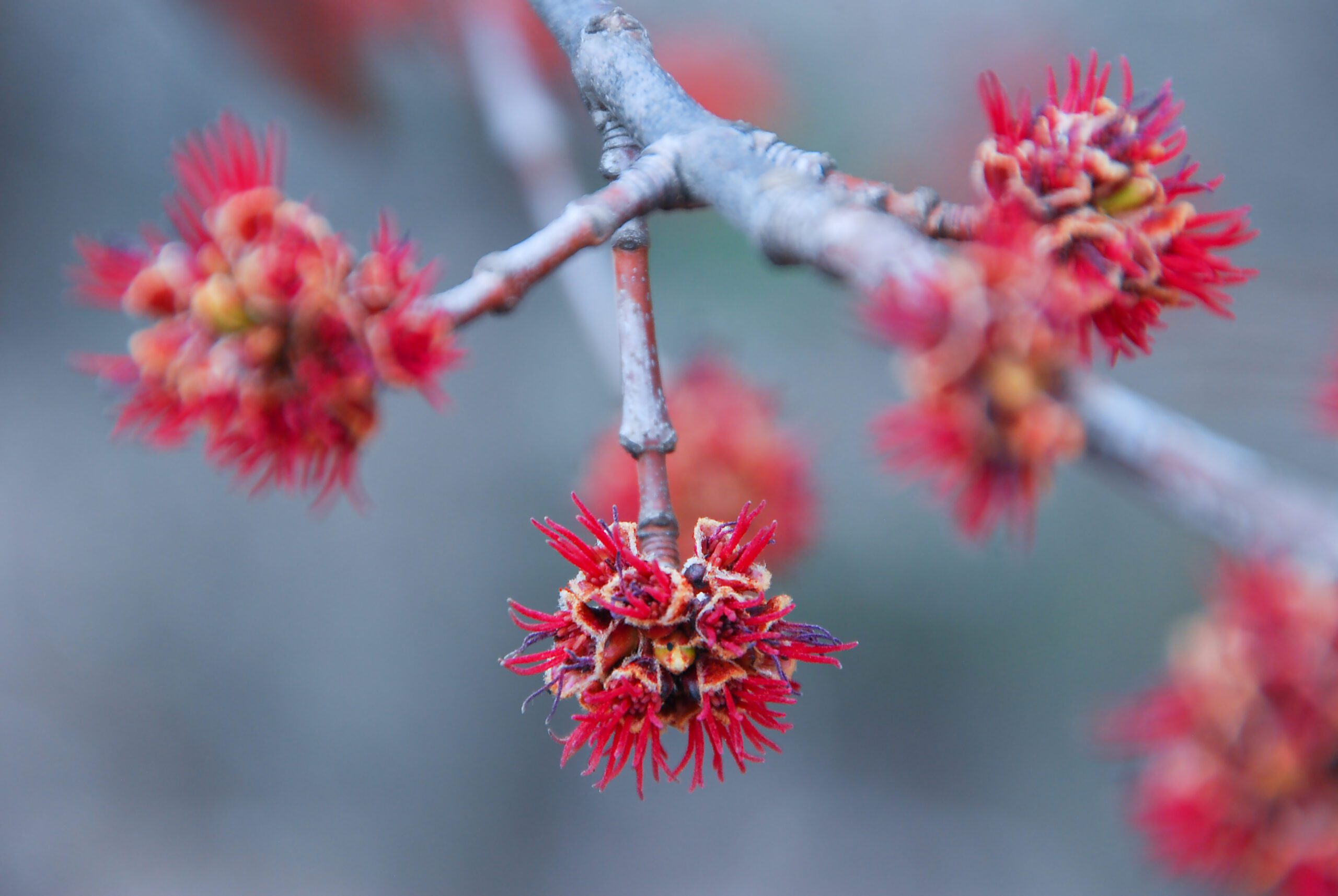 Acer rubrum Red Maple red blossom