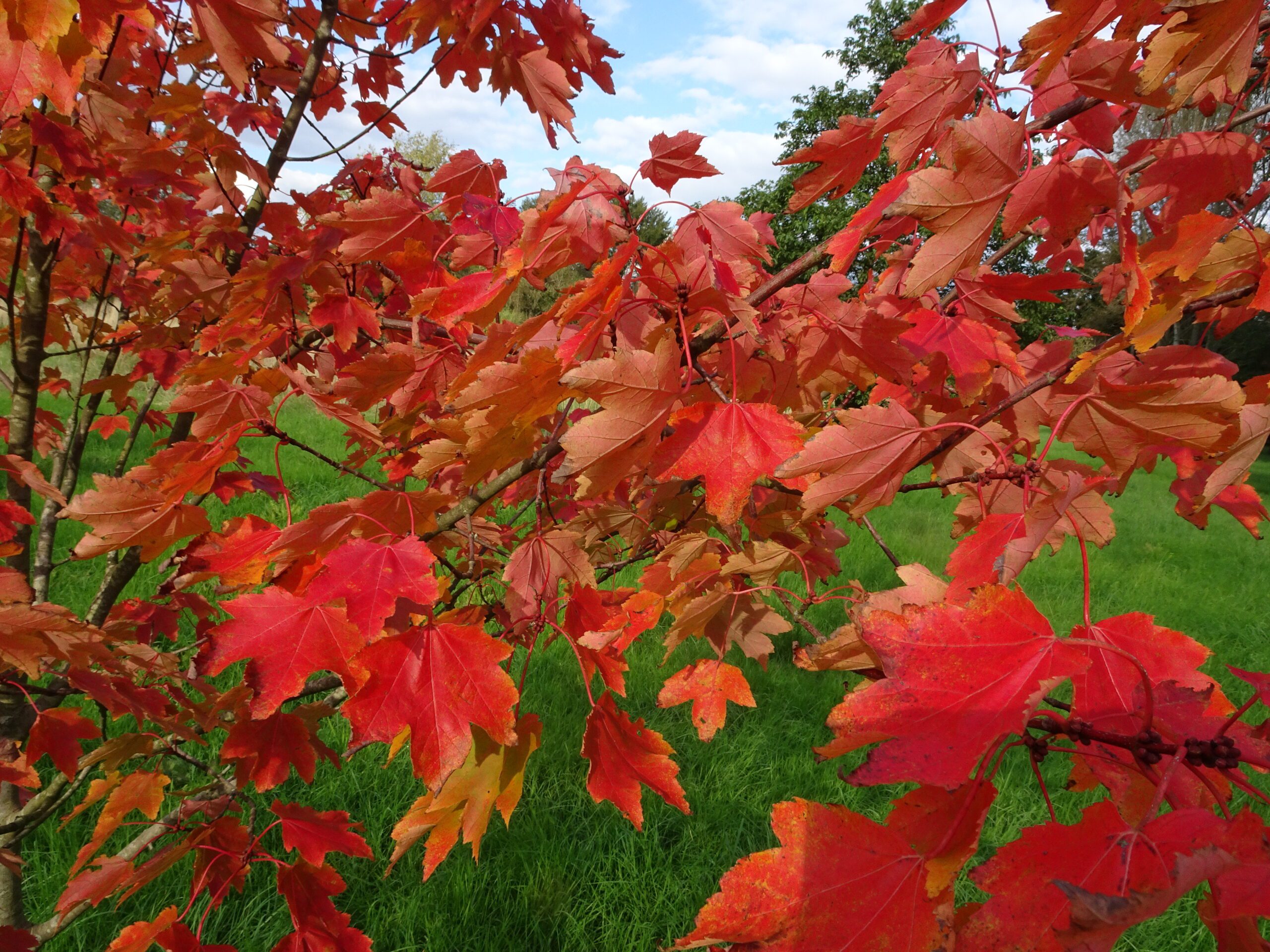 Acer rubrum Red Maple leaves. Credit Kevin Hobbs