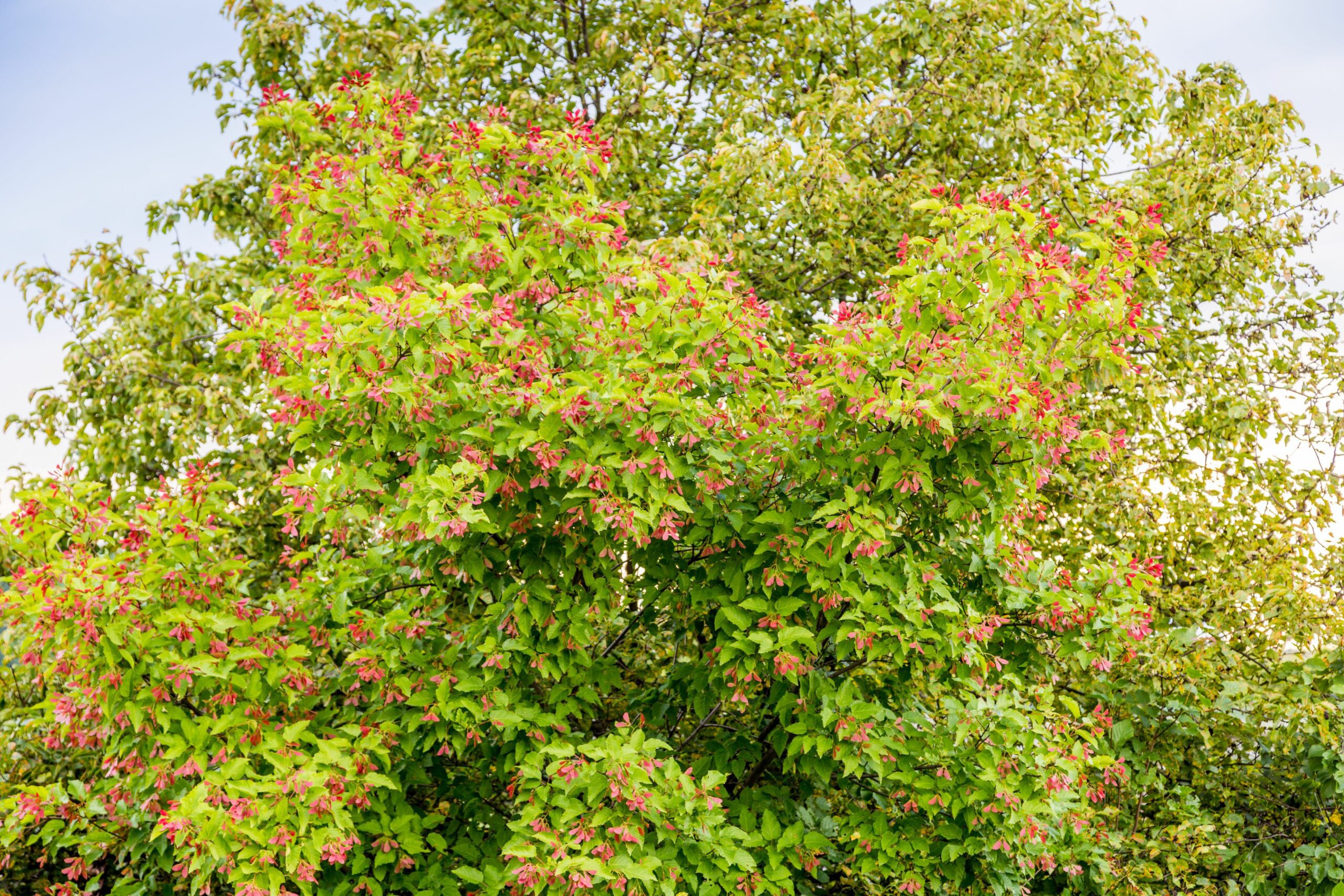 Acer tararicum ginnala foliage and winged keys