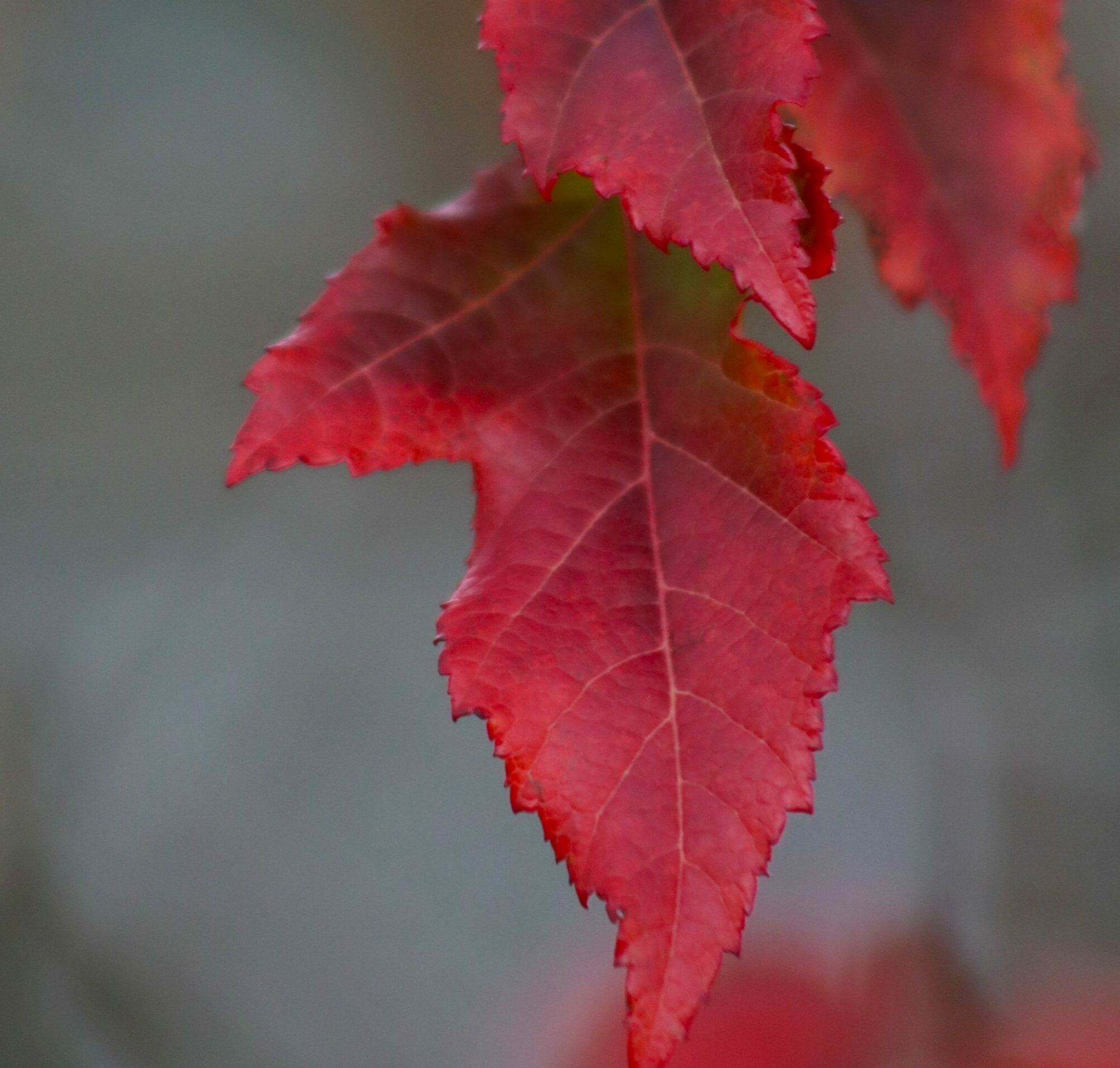 Acer tataricum red leaves in autumn
