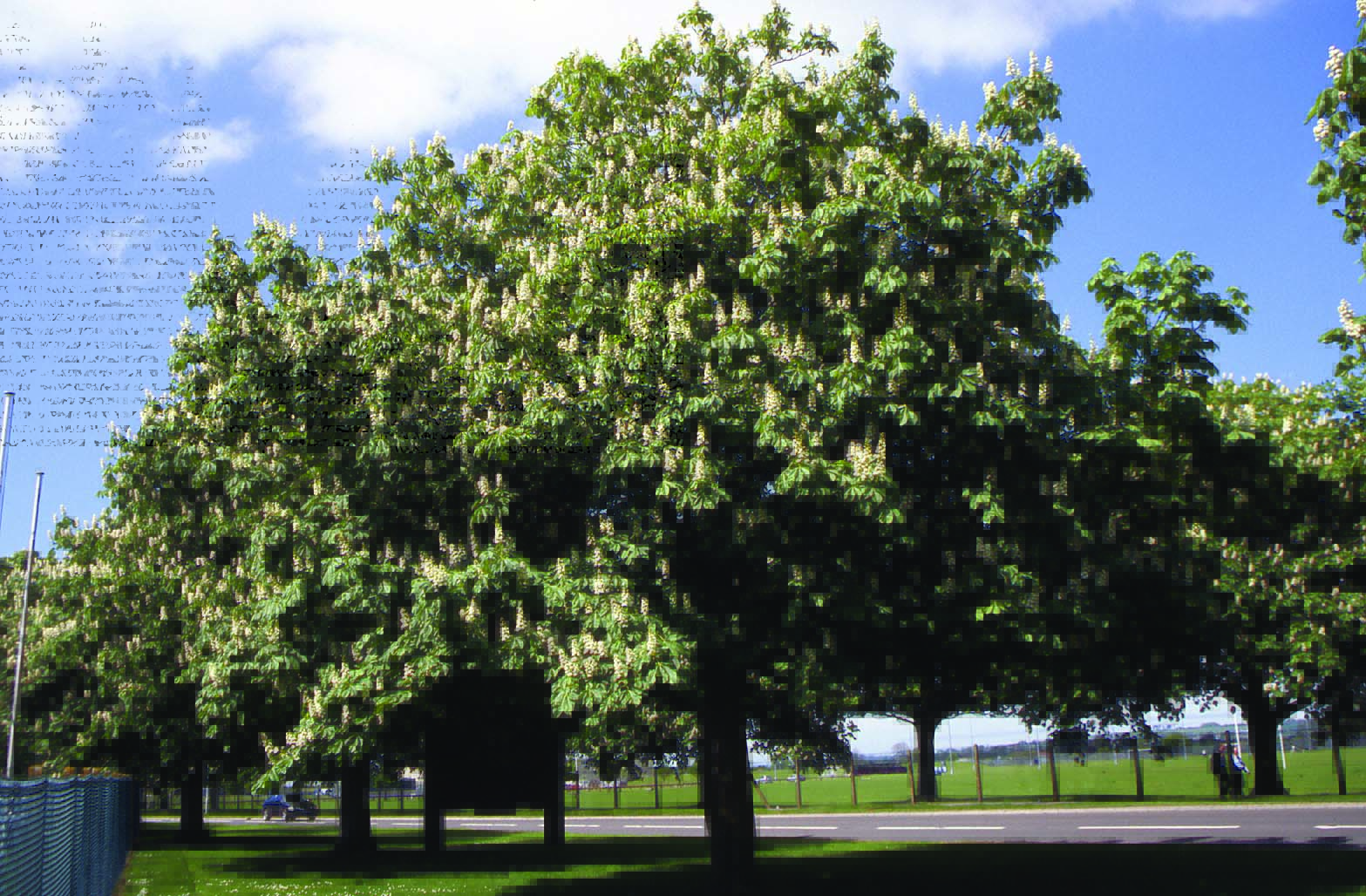 Aesculus hippocastanum mature street tree