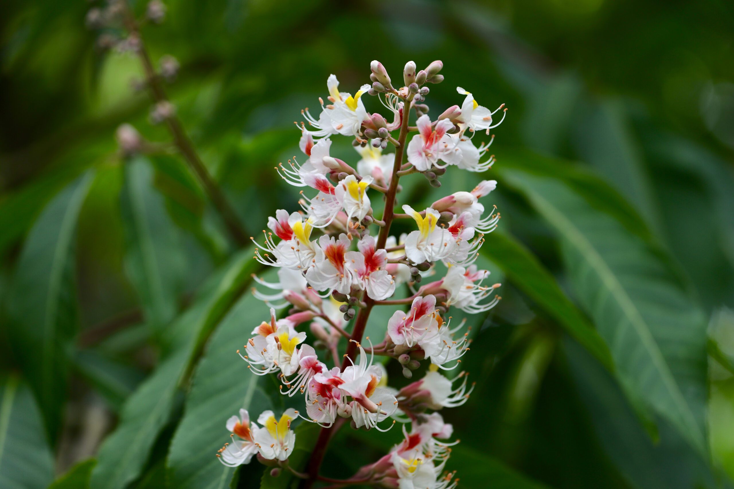 Aesculus indicia flower blossoms