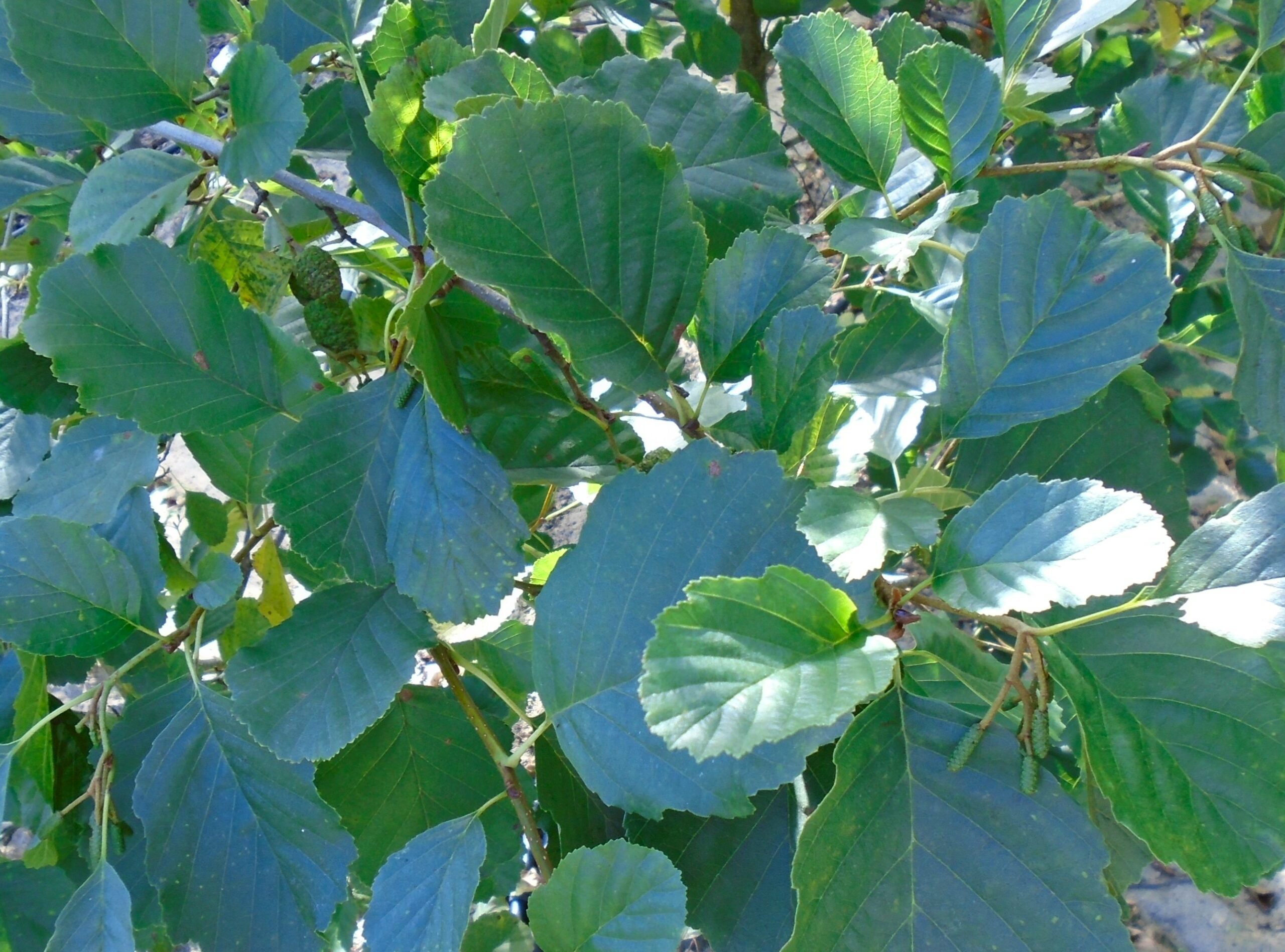 Alnus glutinosa green leaves