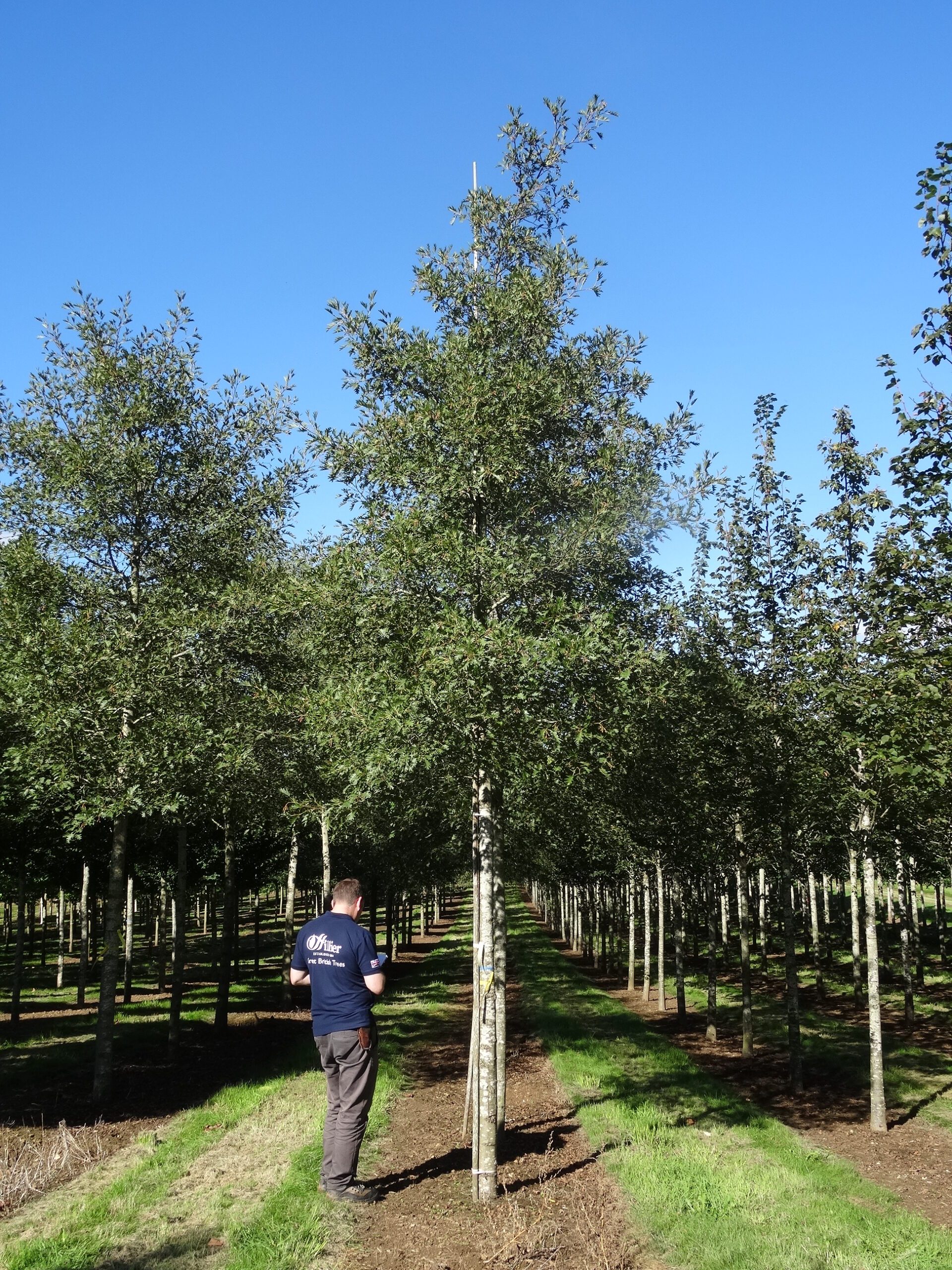 Alnus glutinosa Laciniata semi-mature trees grown in field