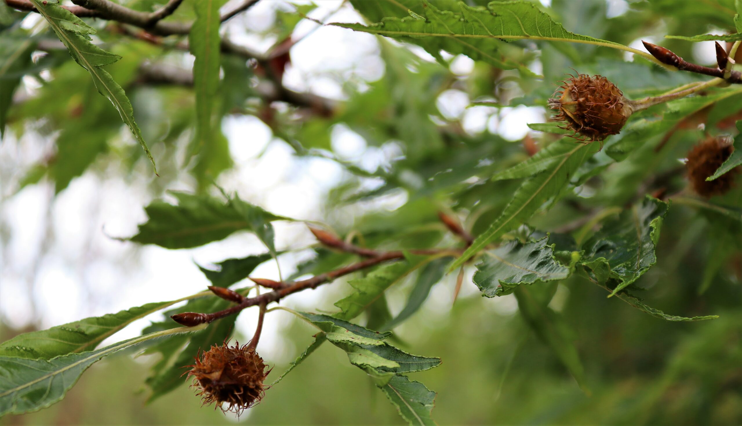 Alnus glutinosa Laciniata tree husks, buds and leaves