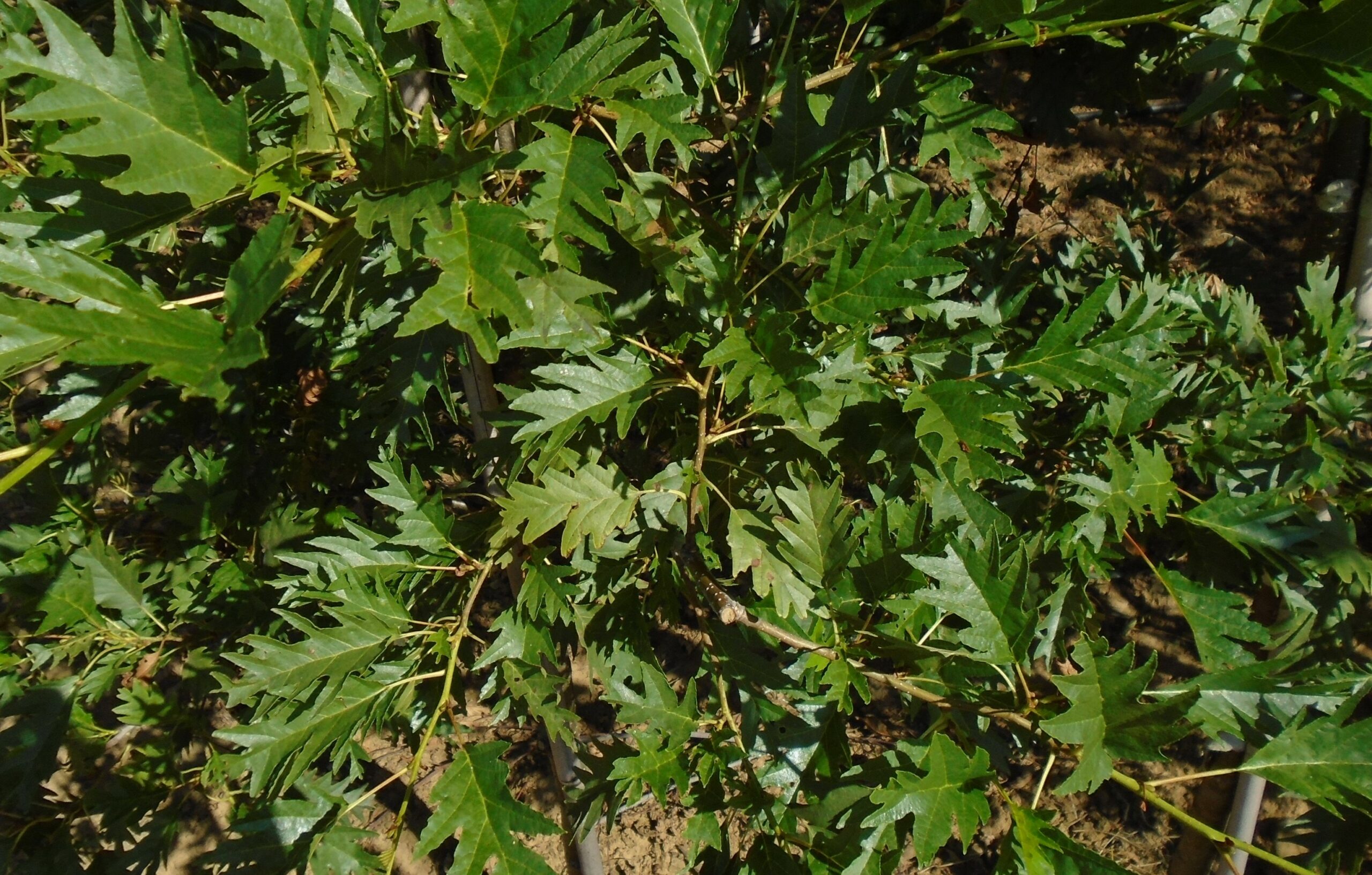 Alnus glutinosa Laciniatagreen foliage