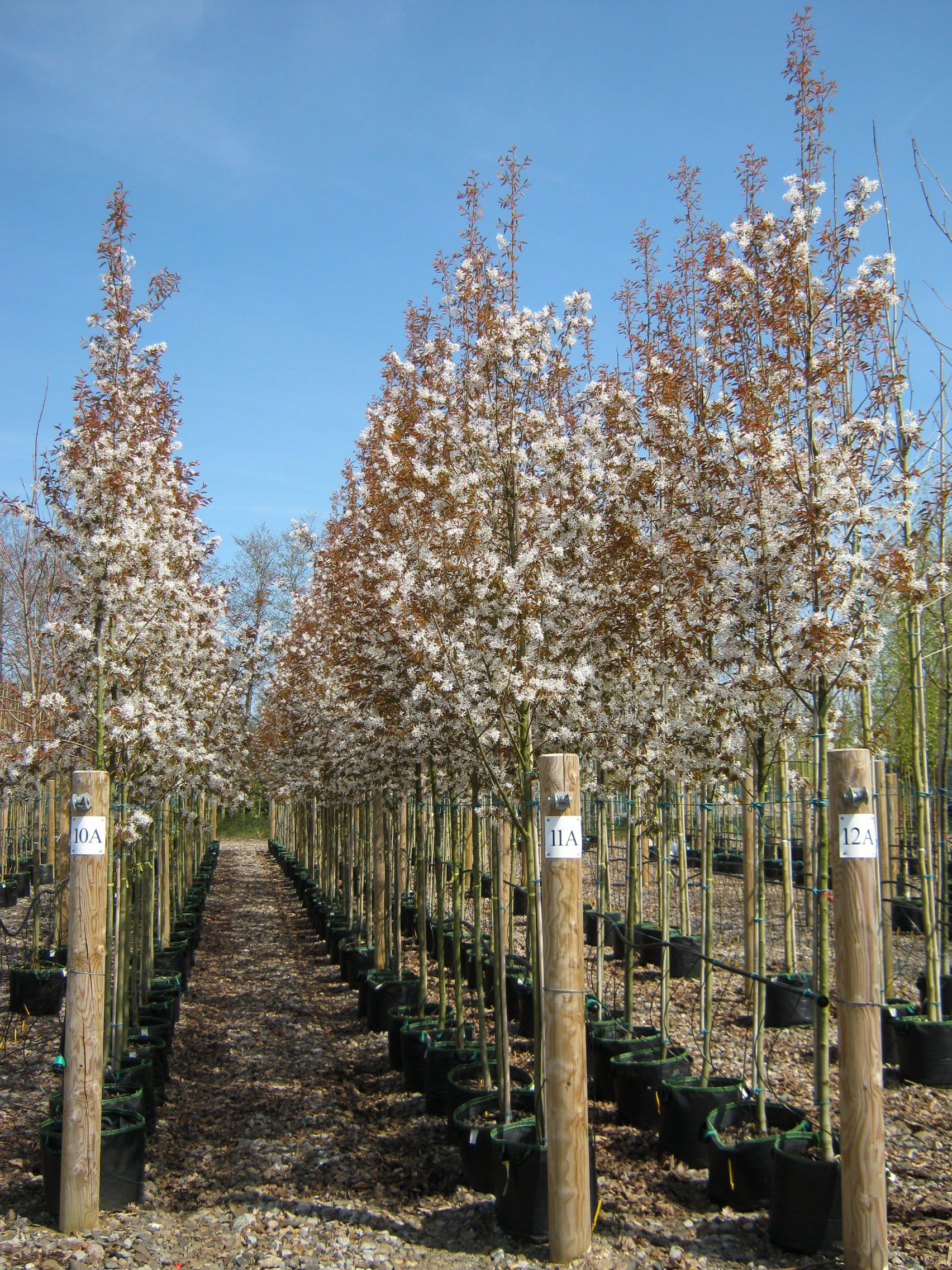 Amelanchier Robin Hill semi-mature trees growing in containers