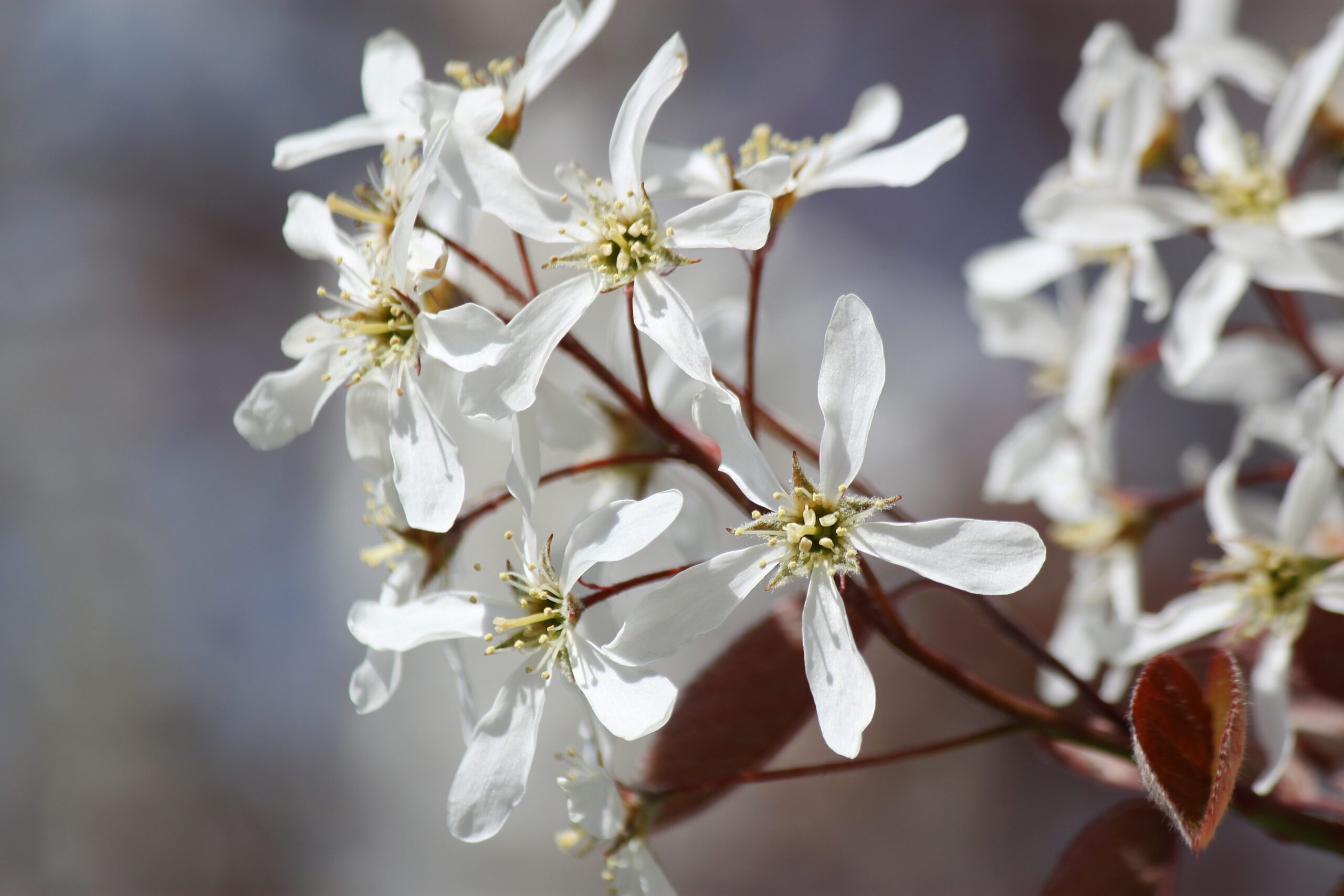 Amelanchier lamarckii Snowy Mespilus white blossom