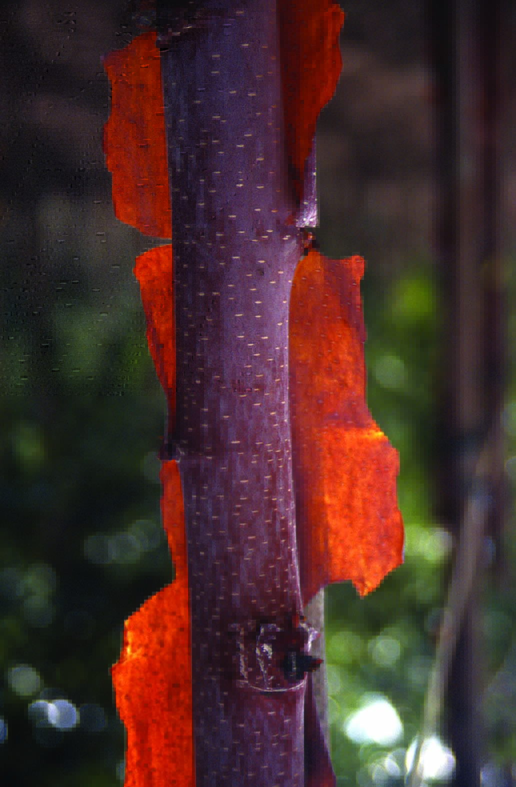 Betula albsoinensis China Ruby red bark.