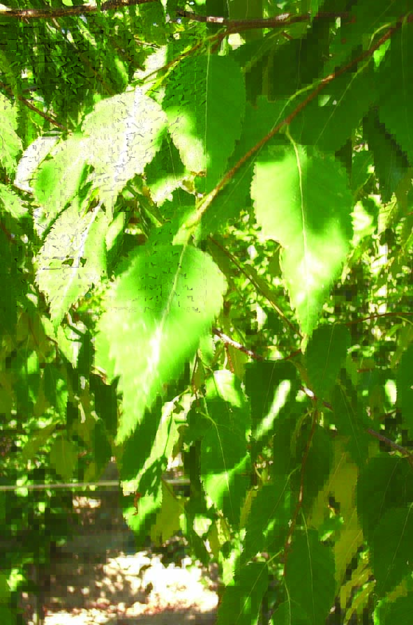 Betula albsoinensis China Ruby green leaves