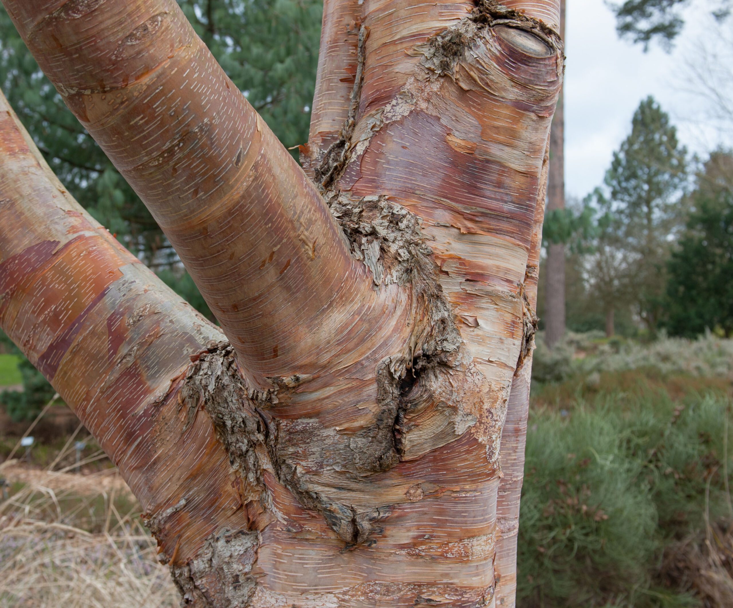 Betula albsoinensis Red Panda tree bark