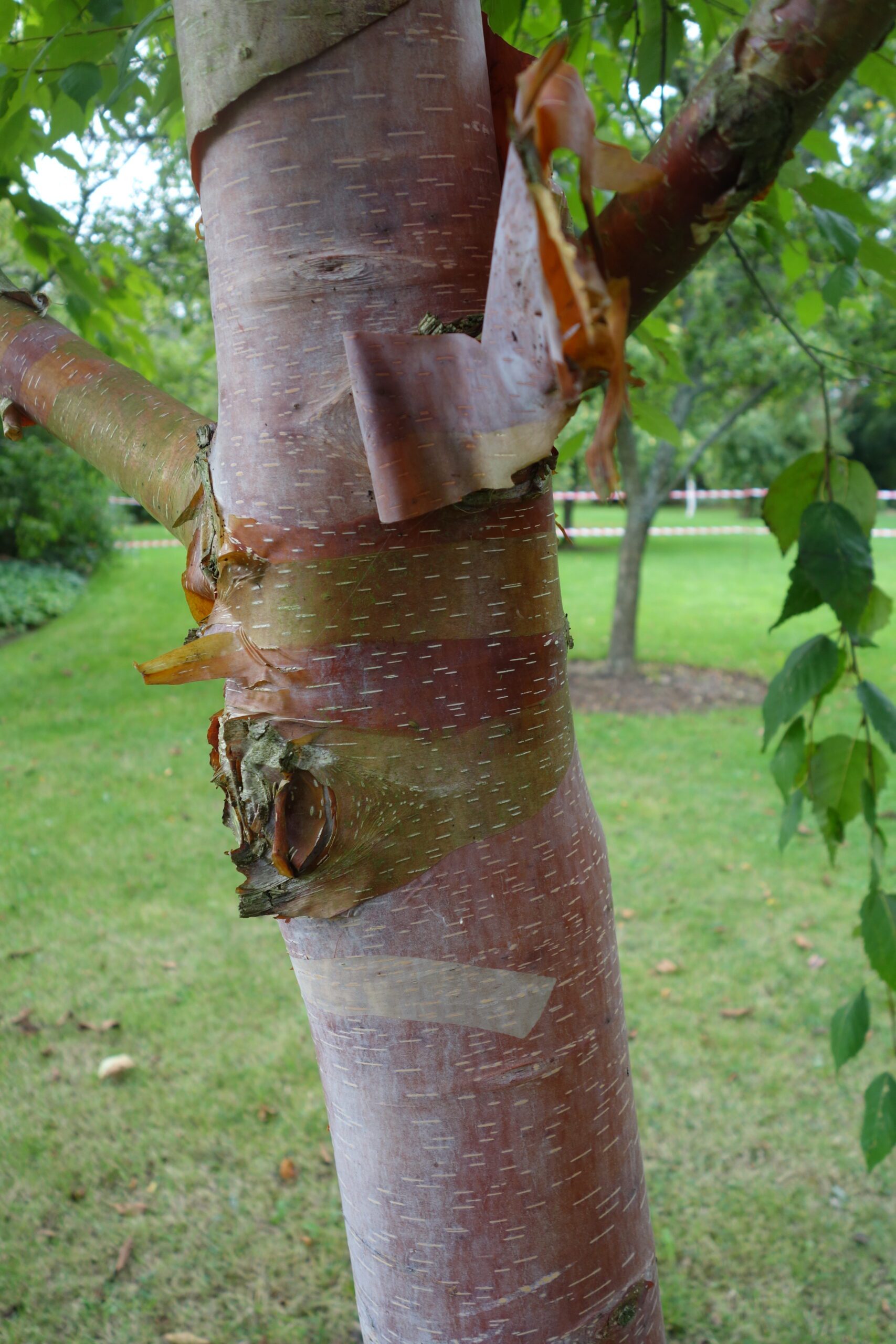 Betula albosinsenis tree bark