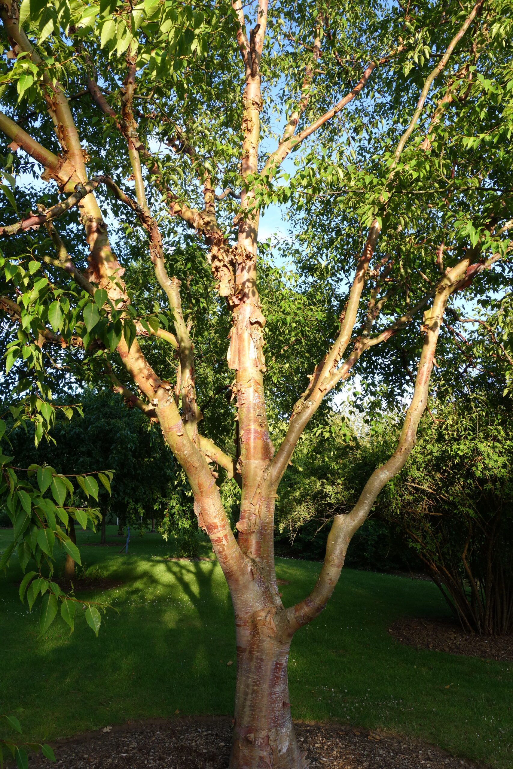 Betula albsoinensis multi-stem tree. Credit Kevin Hobbs