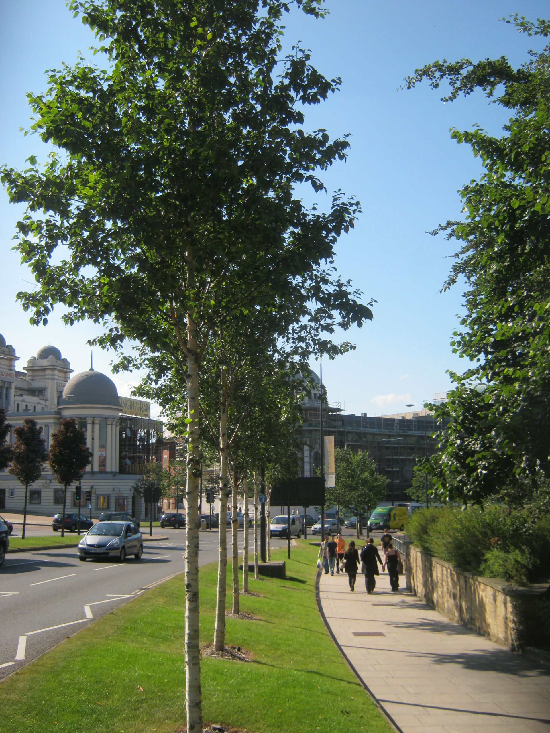 Betula Edinburgh semi-mature street trees