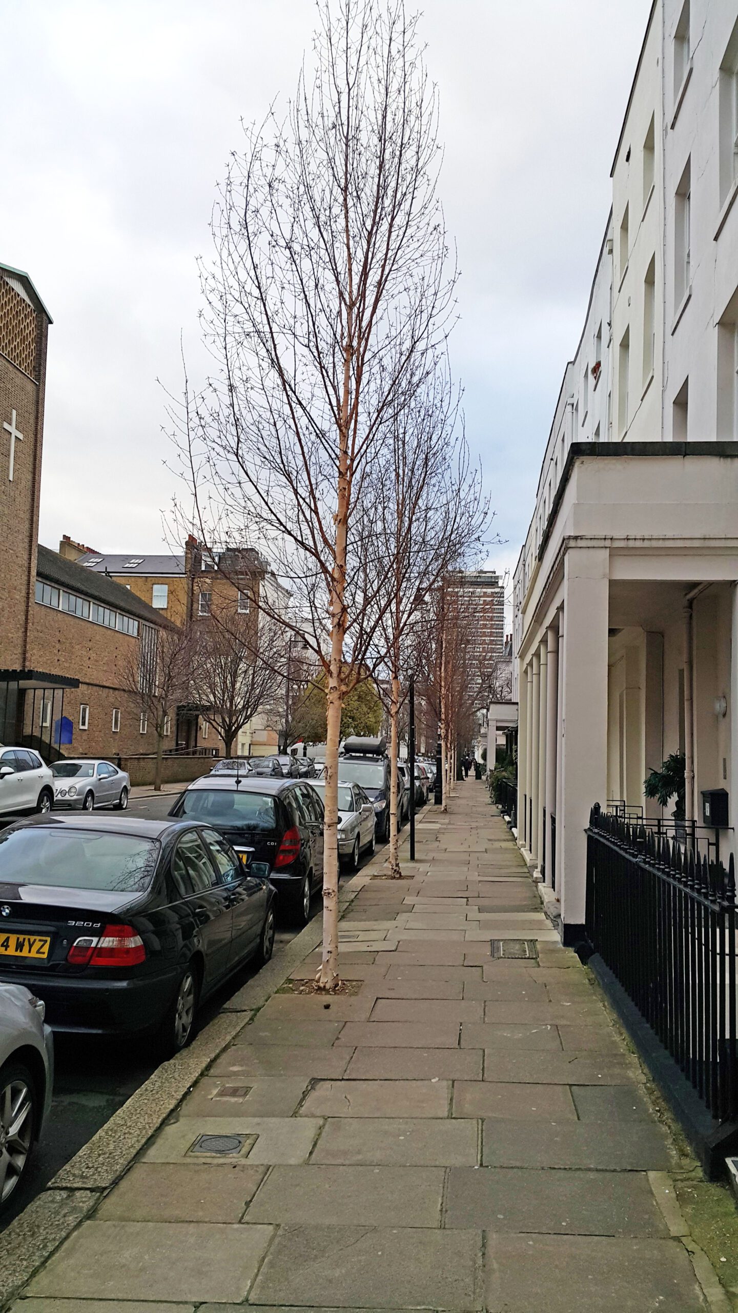 Betula Edinburgh semi-mature street trees in winter