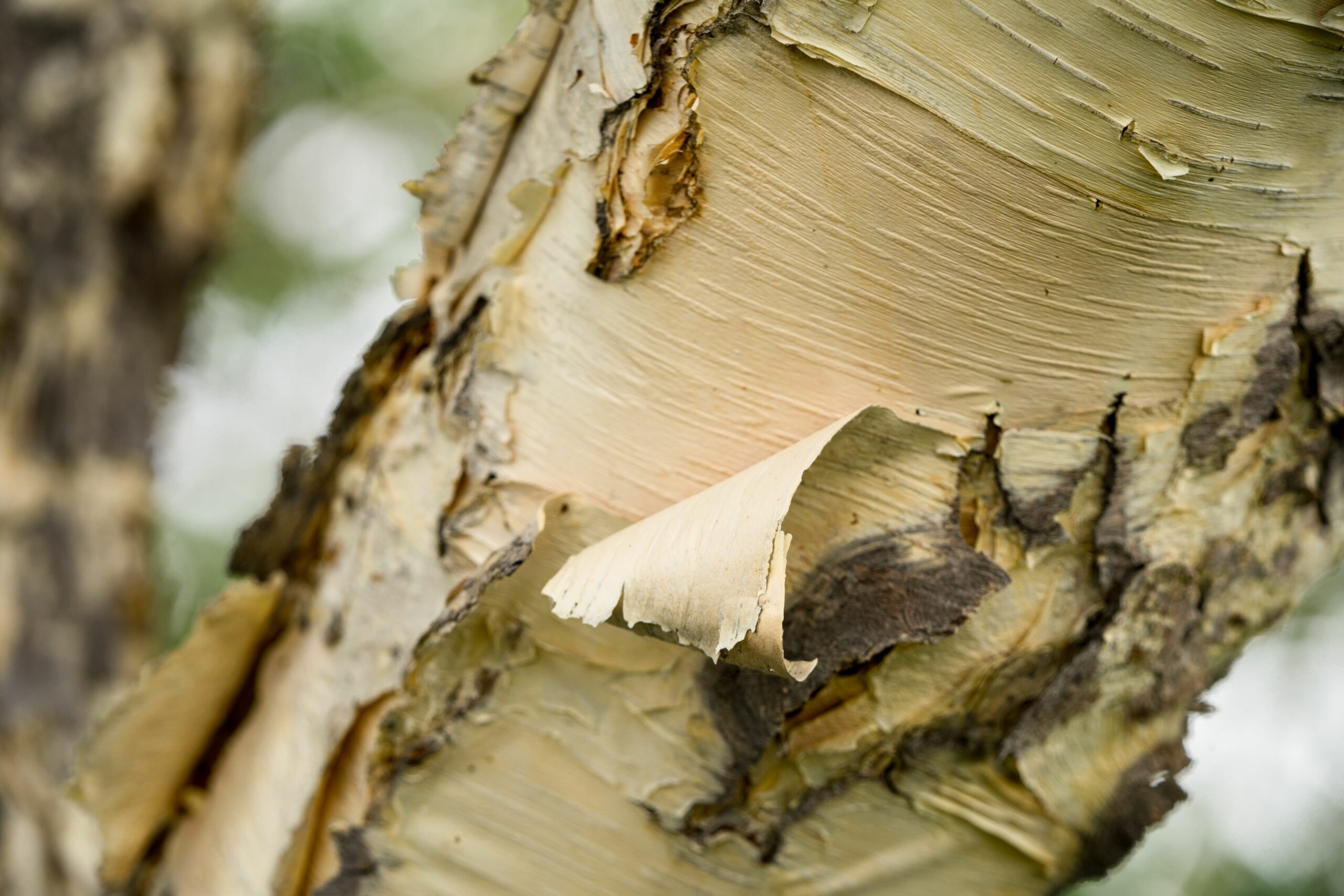 Betula ermanii Ermans tree bark