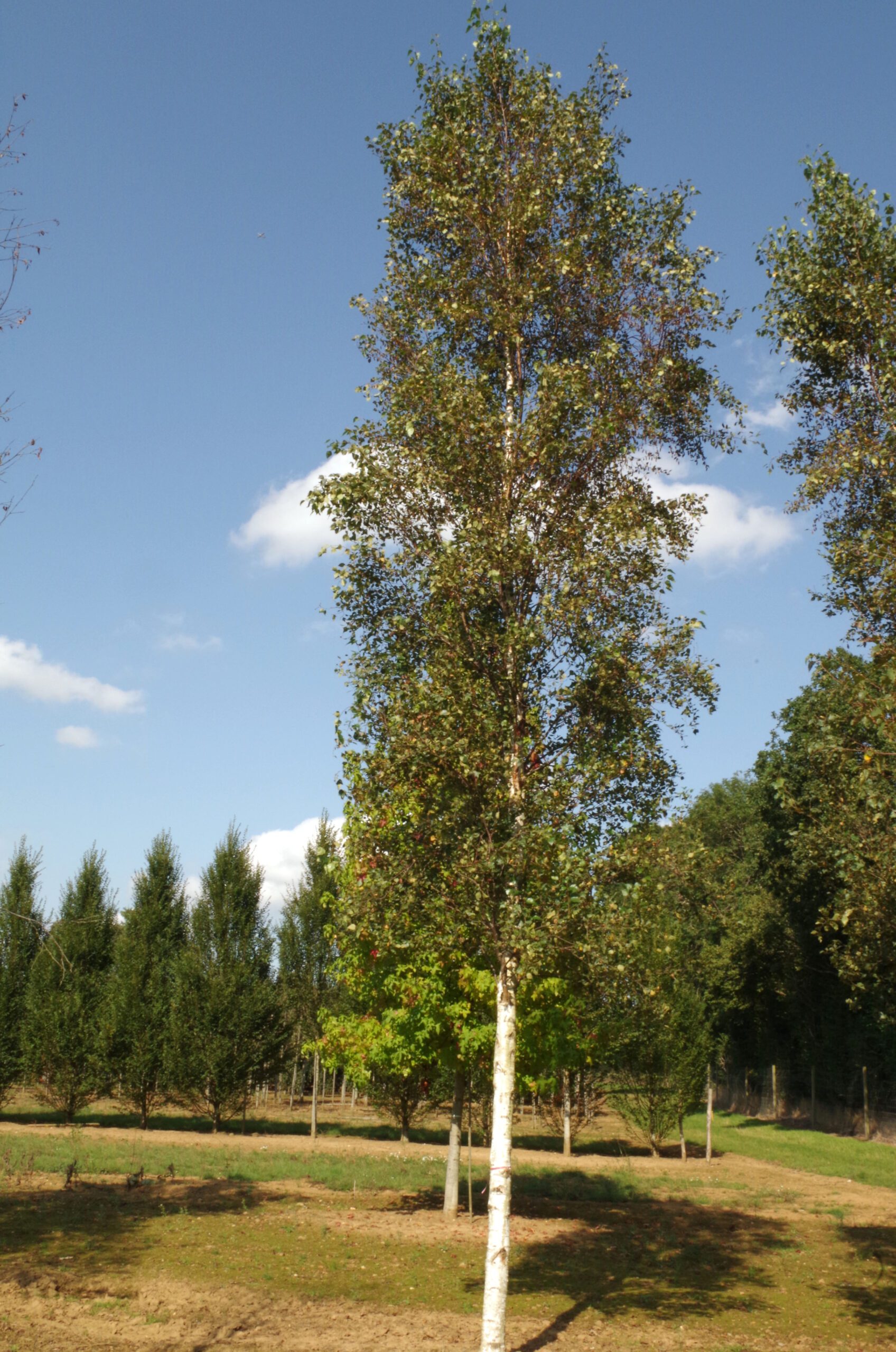 Betula fastigiata Obelisk semi-mature tree in field