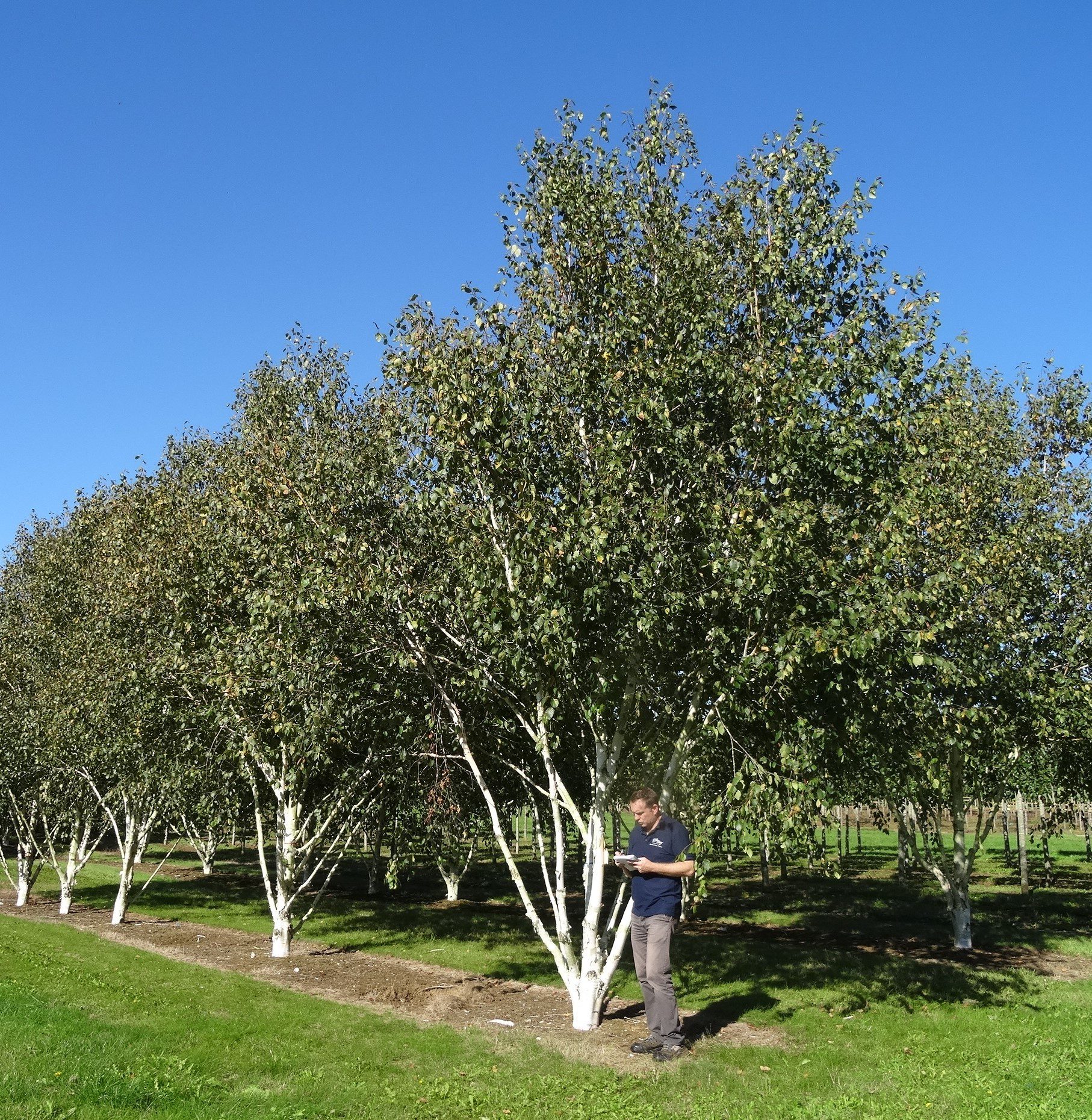 Betula jacquemontii multi stem trees growing in field