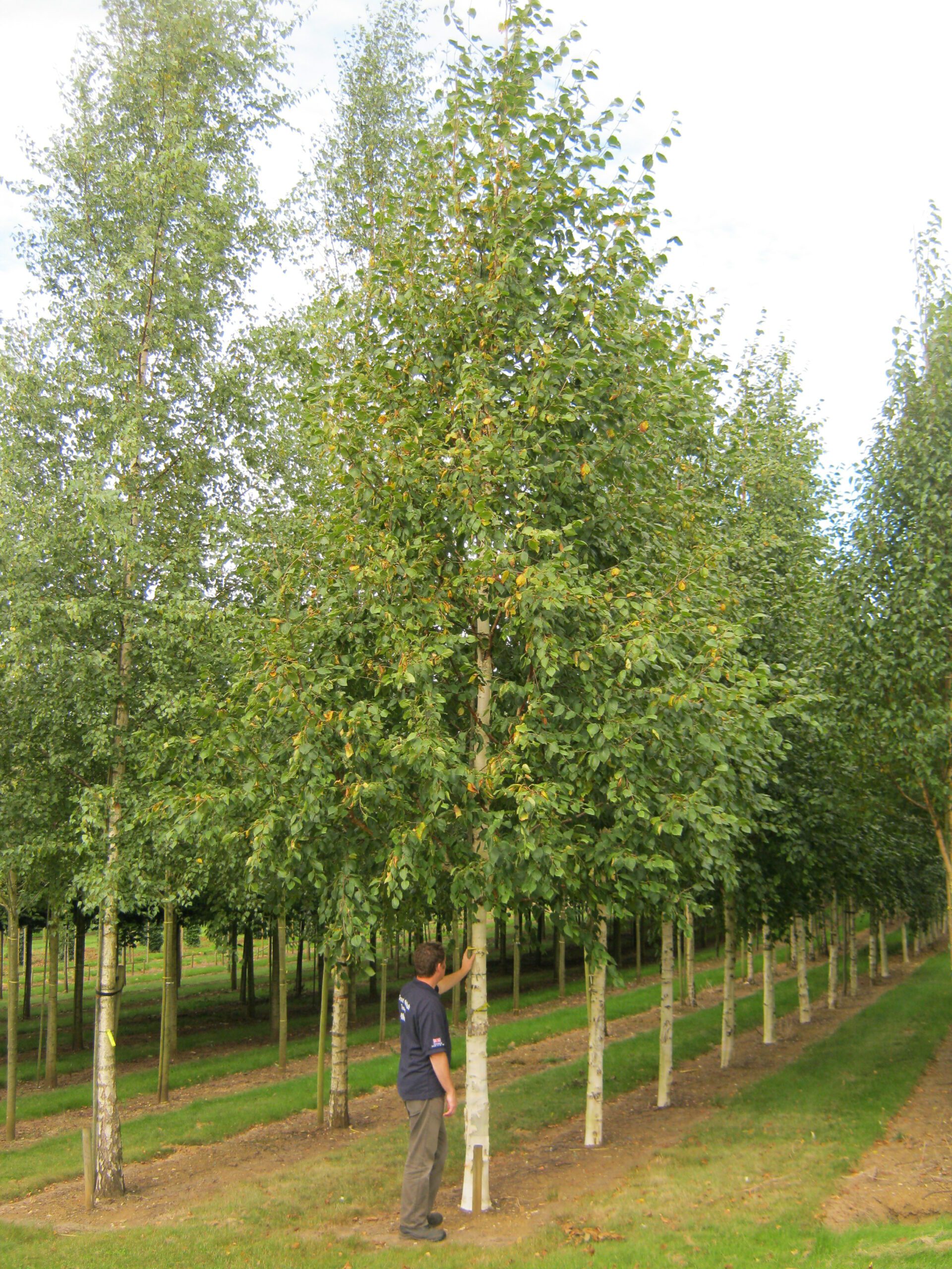 Betula Jermyns semi-mature trees growing in field