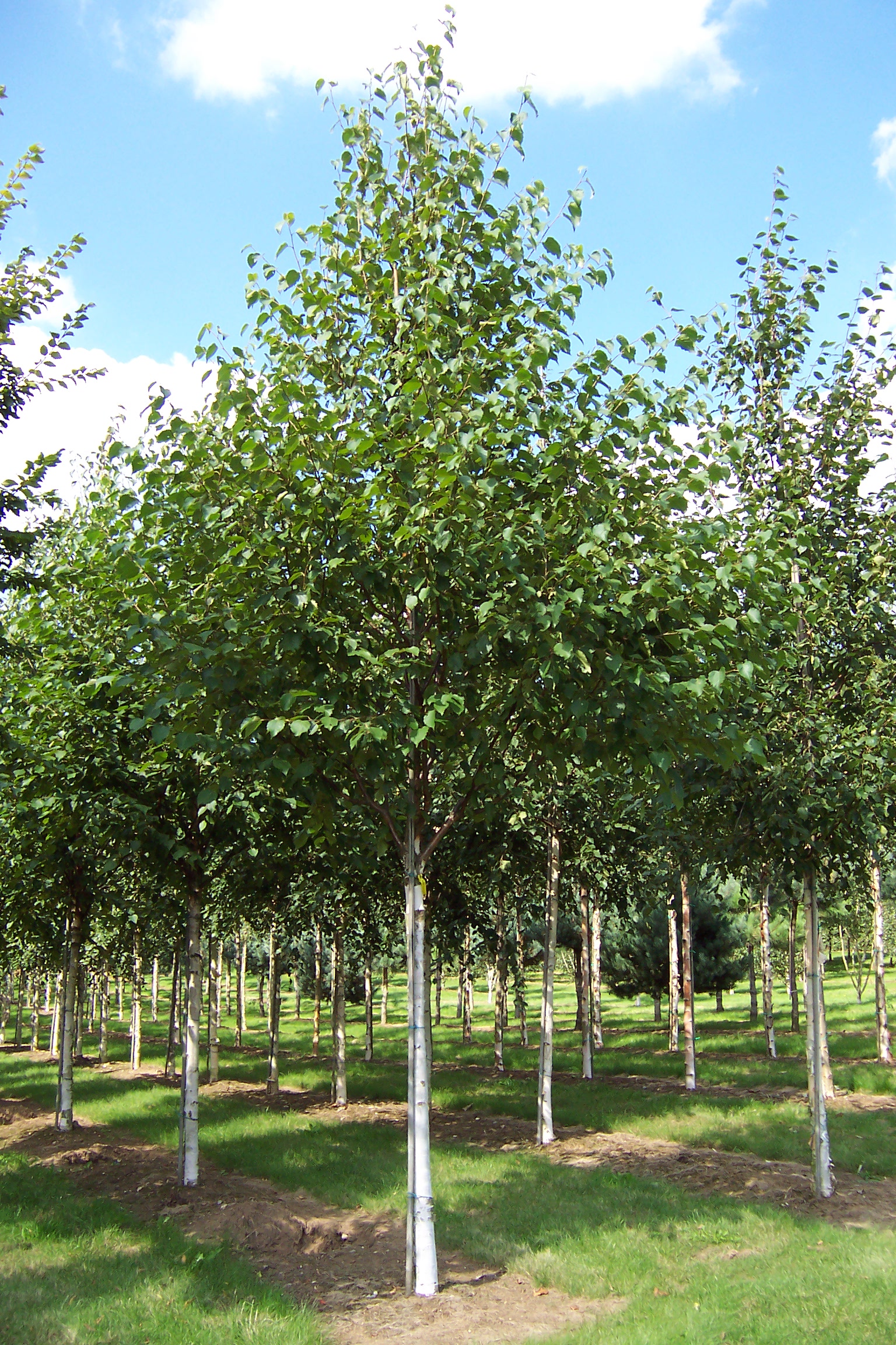 Betula Jermyns semi-mature trees growing in field