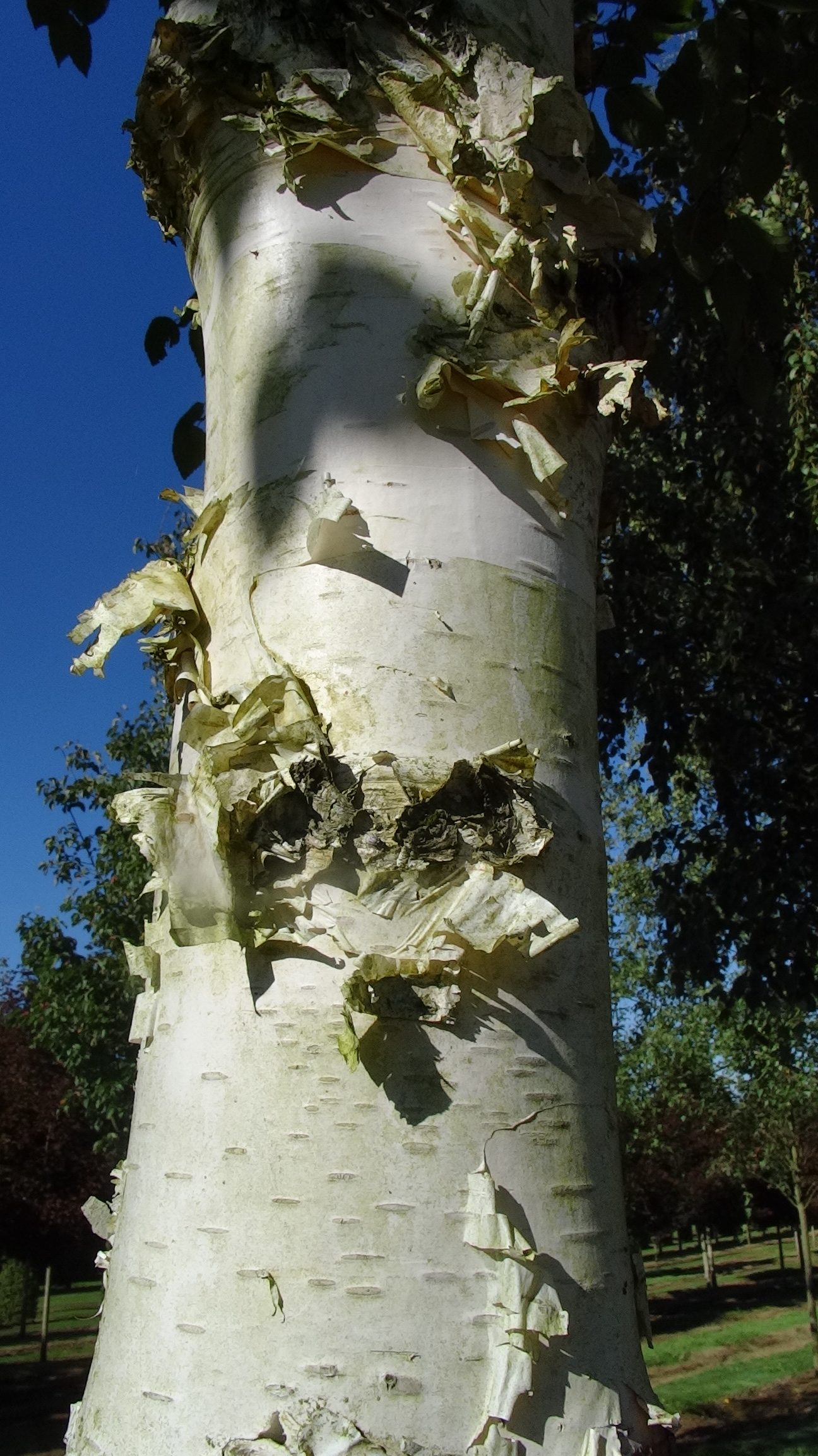 Betula Jermyns tree bark