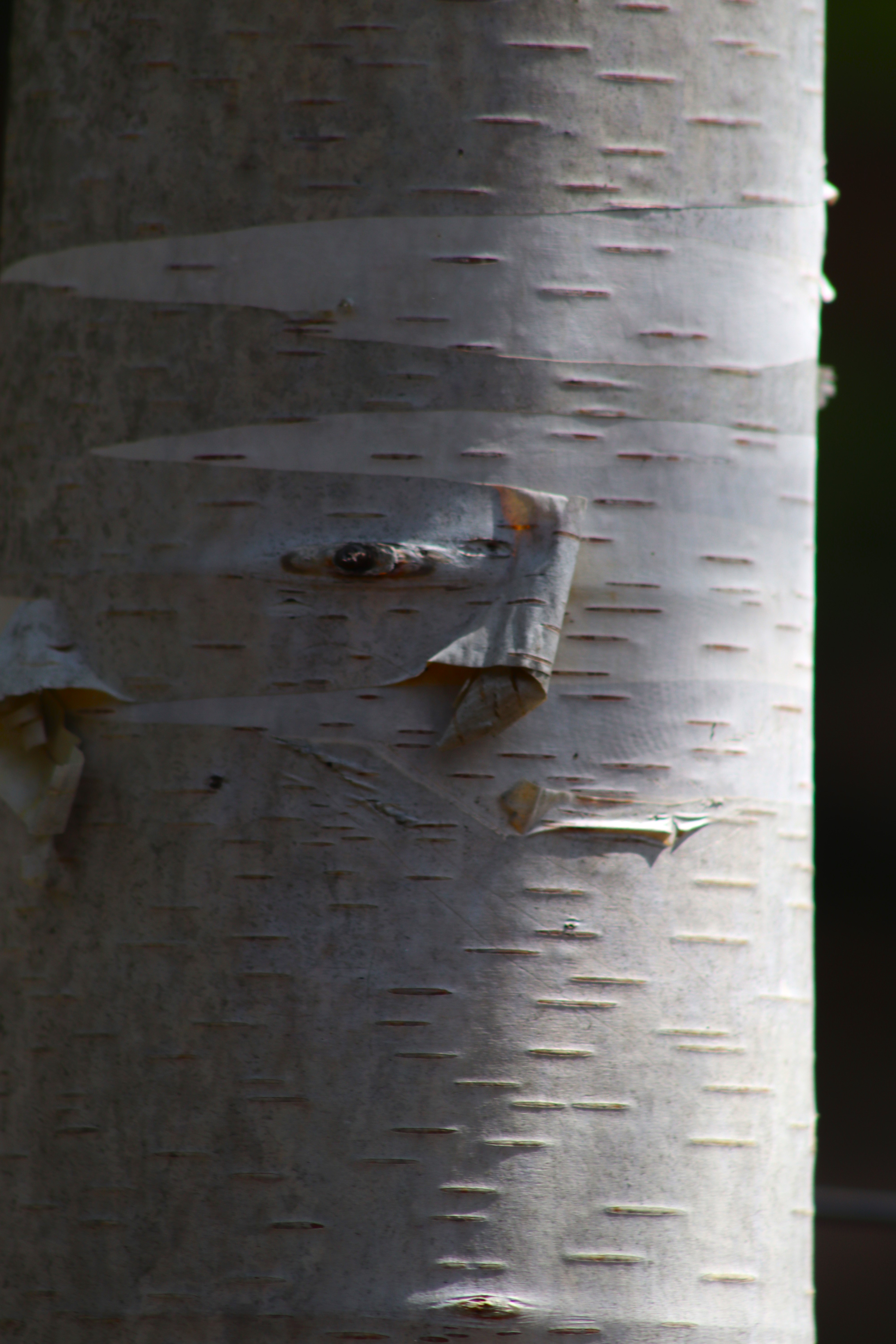 Betula kenaica tree bark