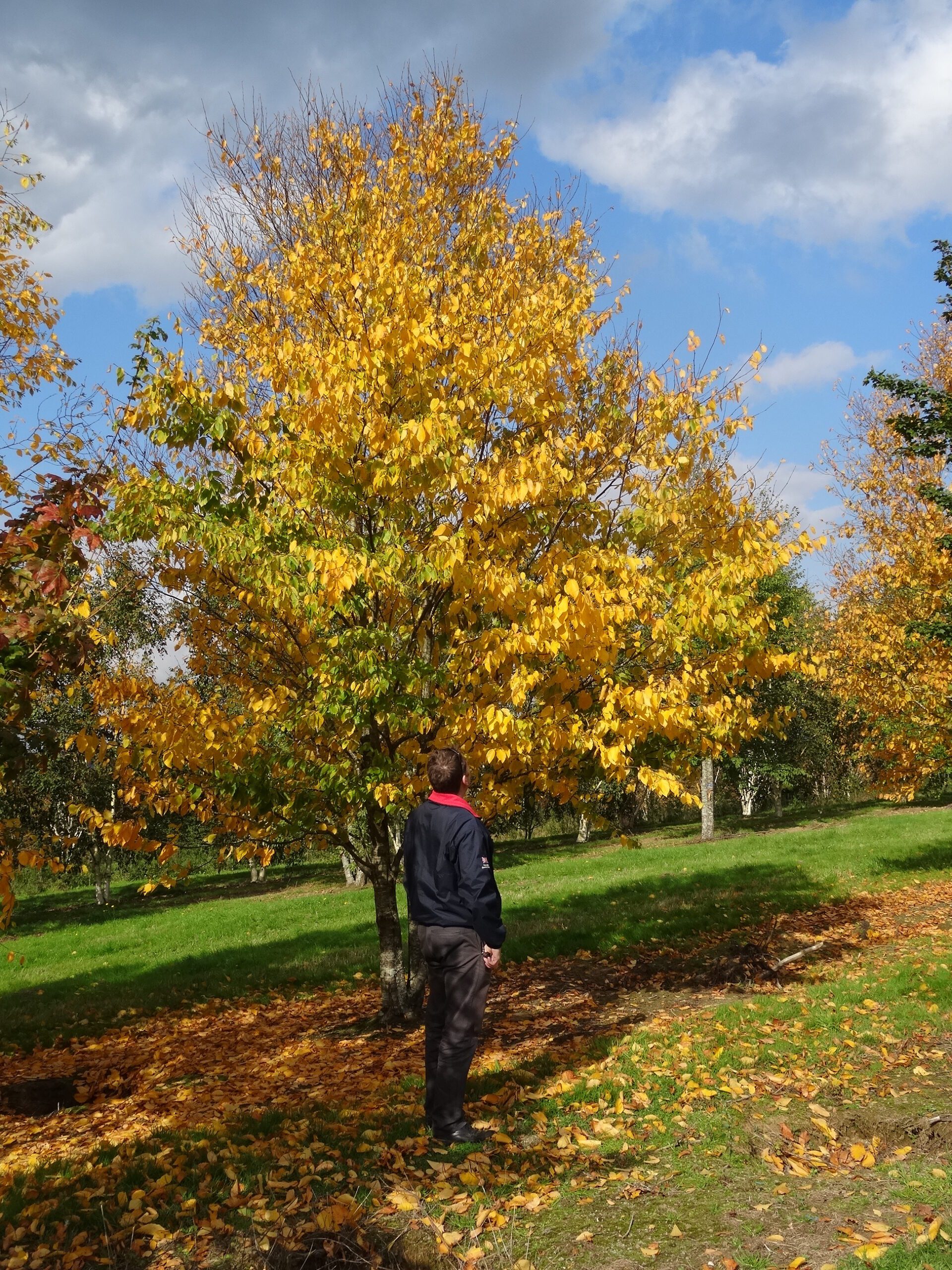 Betula lenta multi-stem tree in autumn colour