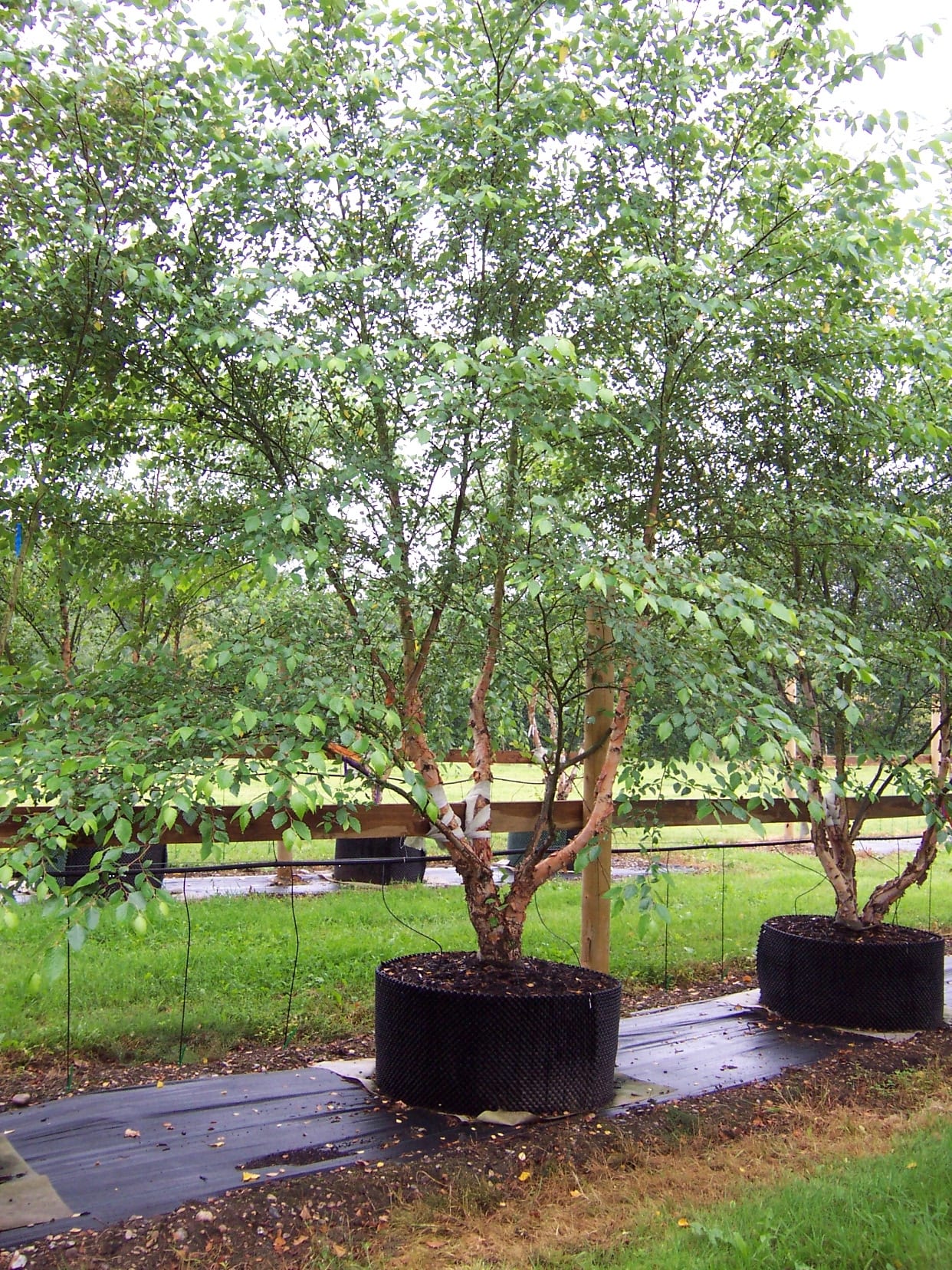 Betyula nigra semi mature trees growing in containers