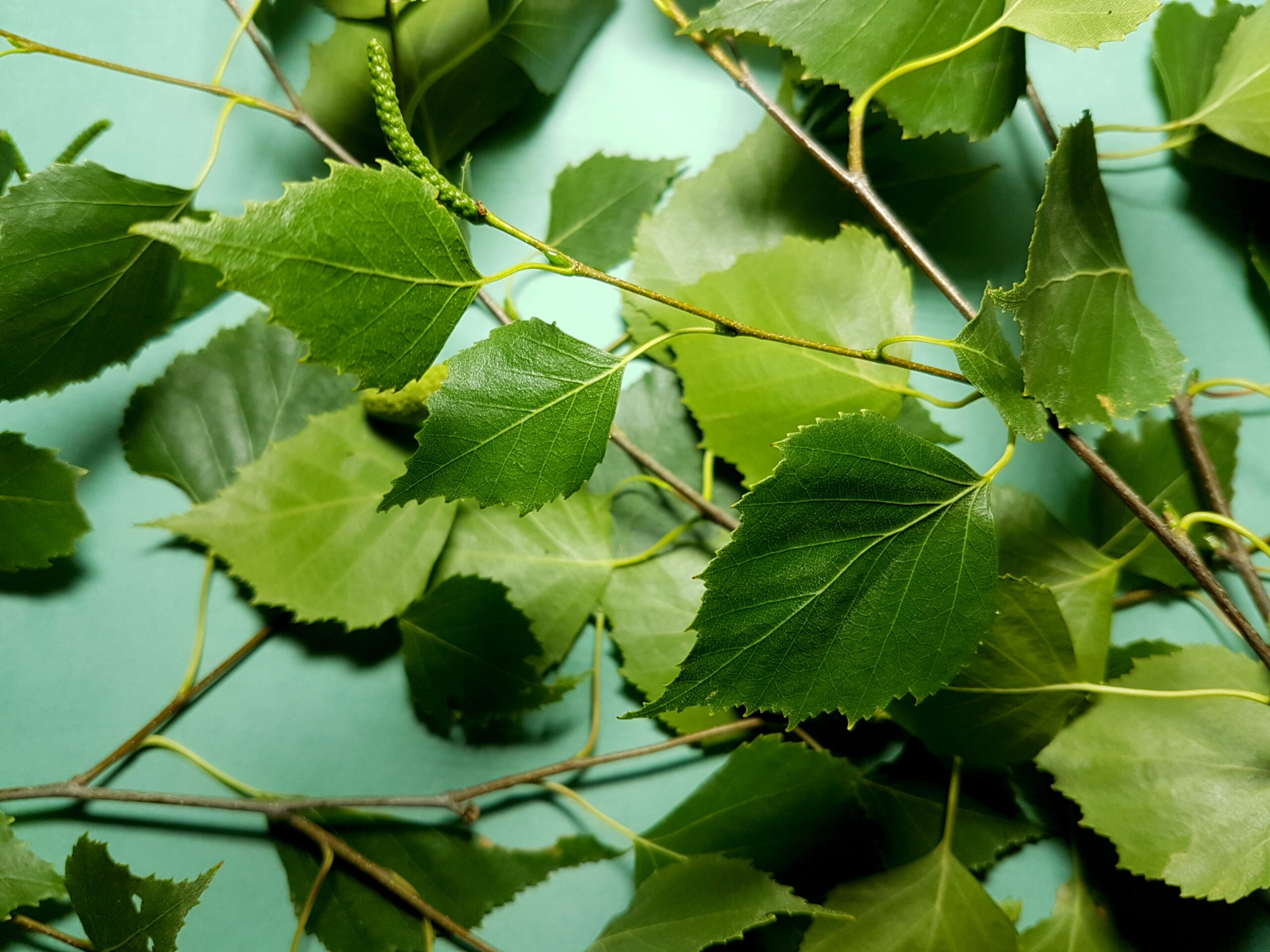 Betula pendula green leaves