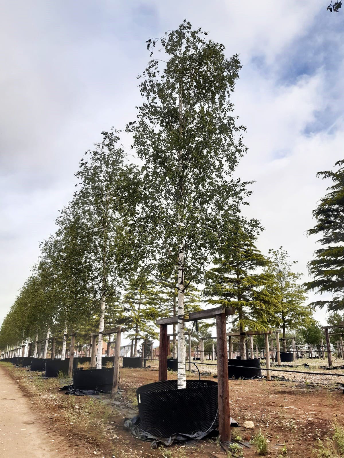Betula pendula Zwisters Glory trees growing in containers