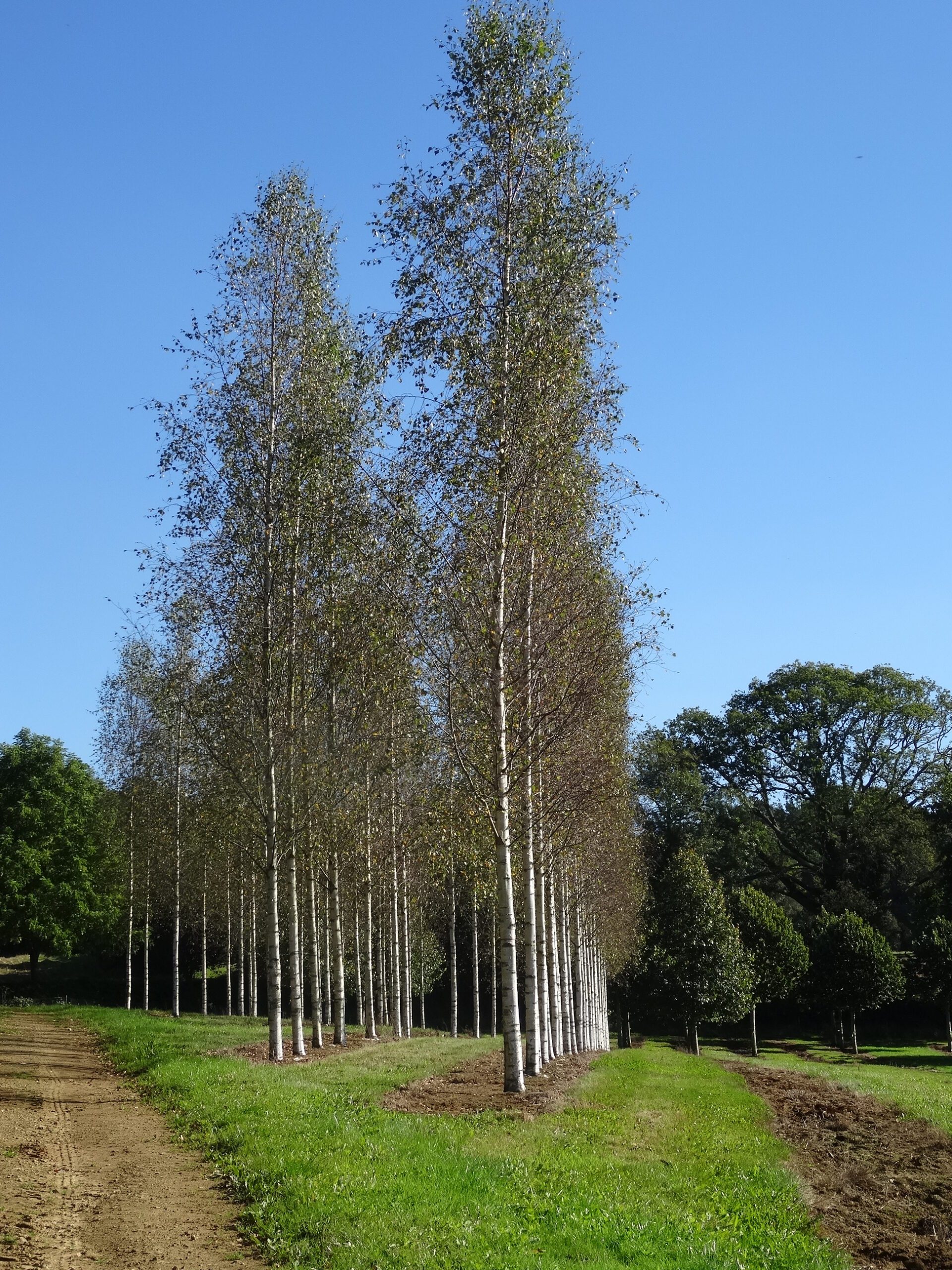 Betula pendula Zwisters Glory trees growing in field