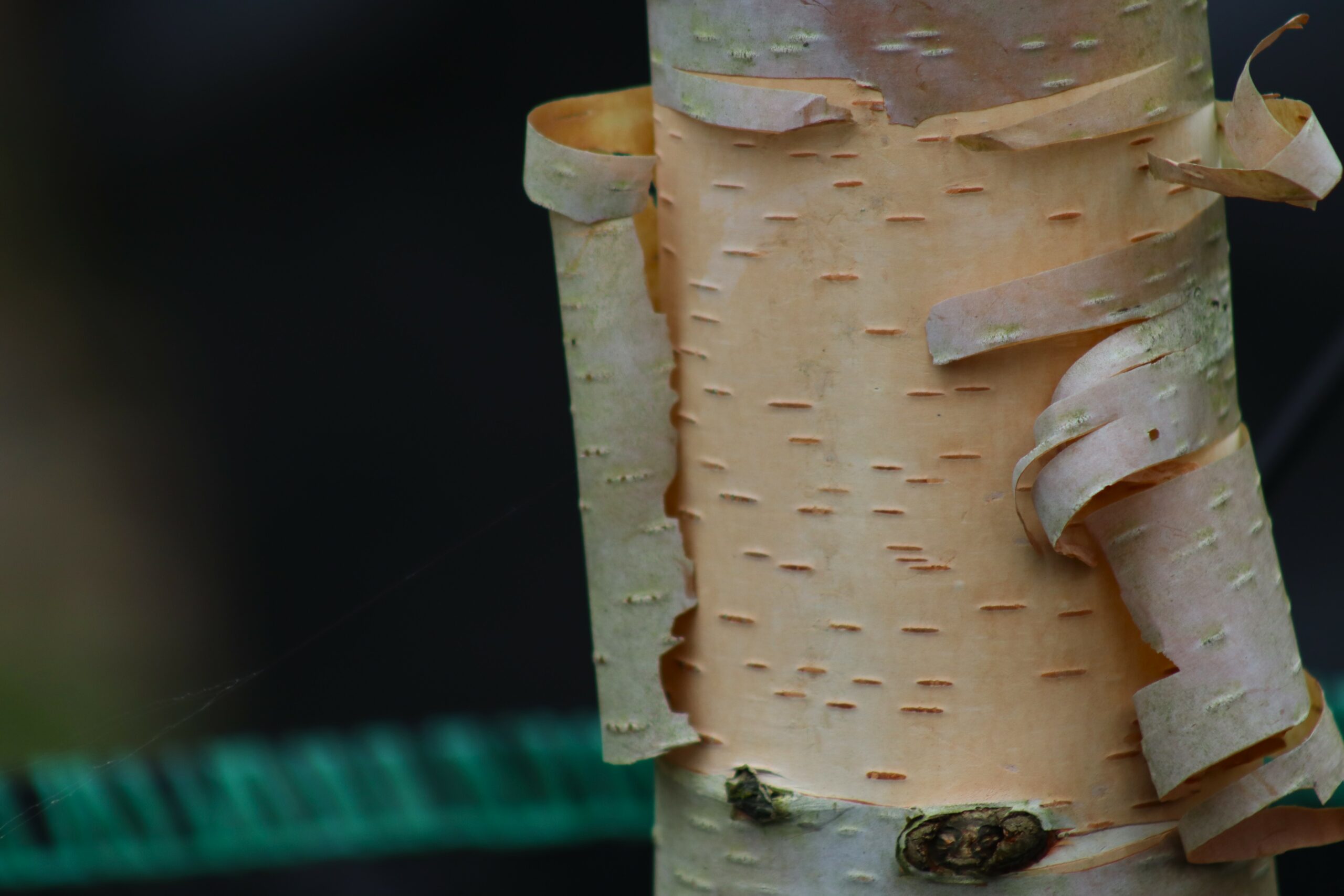 Betula szechuanica bark