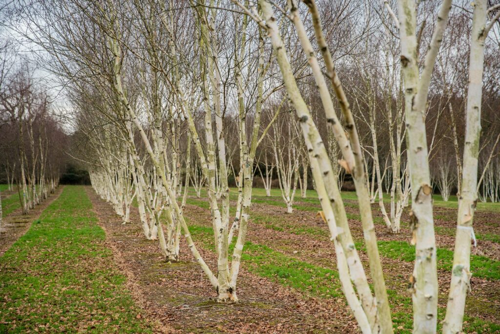 Betula utilis var Jacquemontii multi-stem trees growing in field