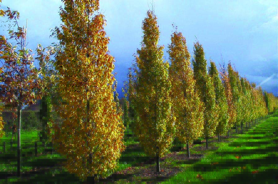 Carpinus Betulus Albert Beeckman rows of trees in autumn colour