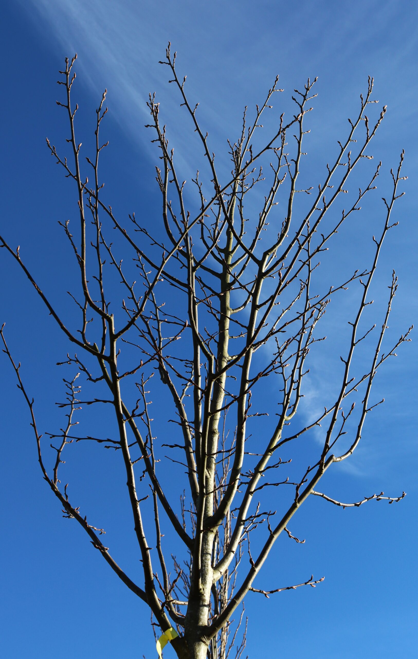 Carpinus Betulus Albert Beeckman tree in winter