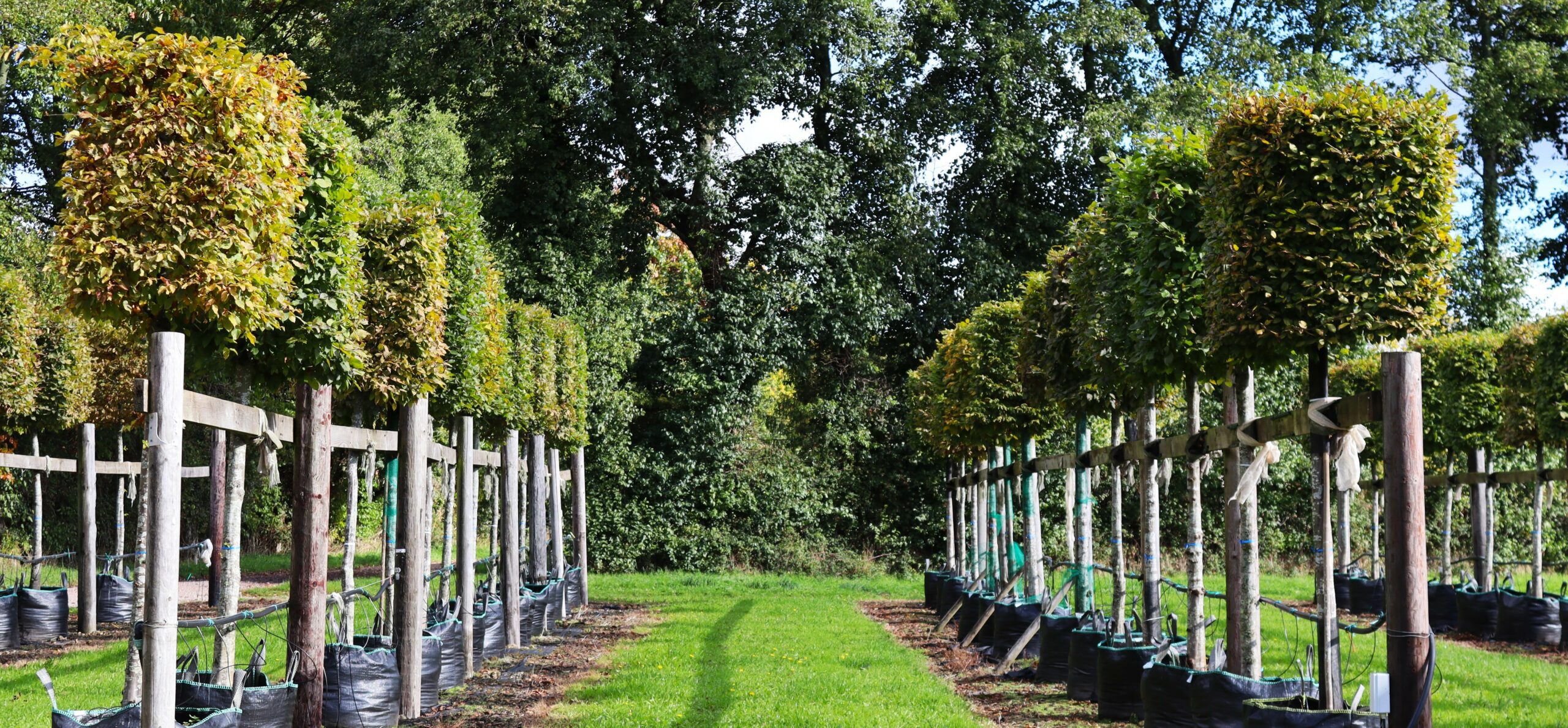 Carpinus betulus trees growing in containers