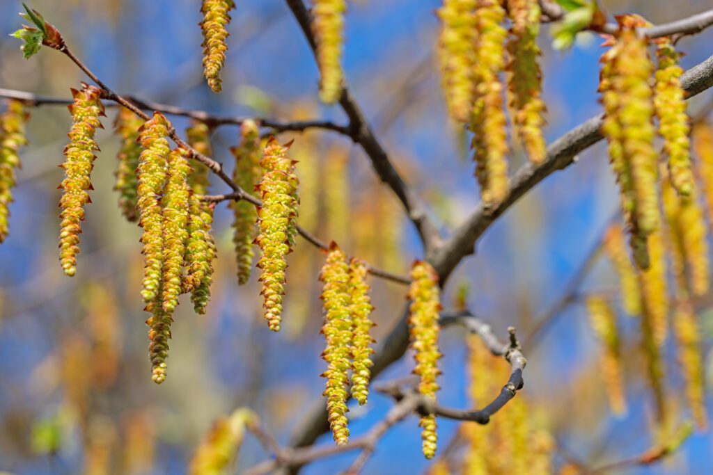 Carpinus betulus catkins