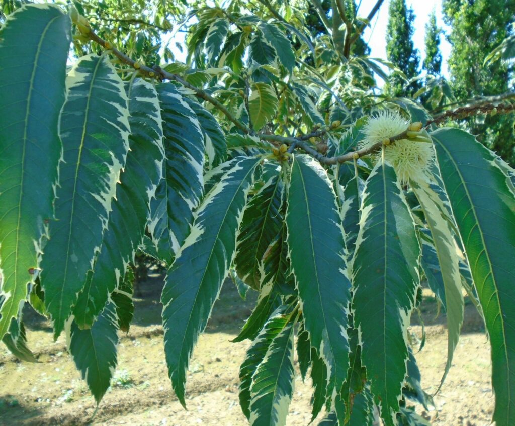 Castanea sativa Aureomarginata green leaves and conkers