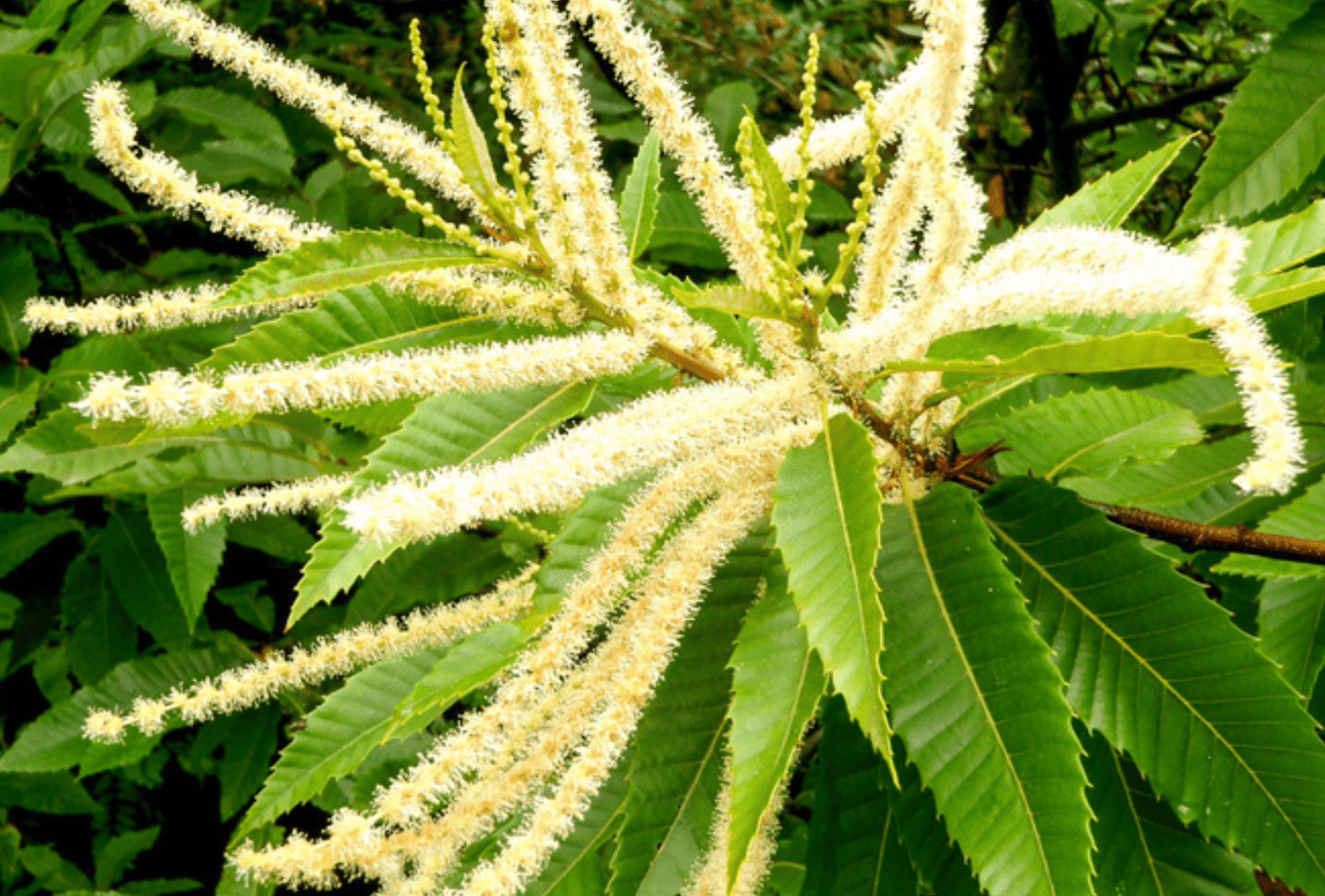Castanea sativa catkins and leaves