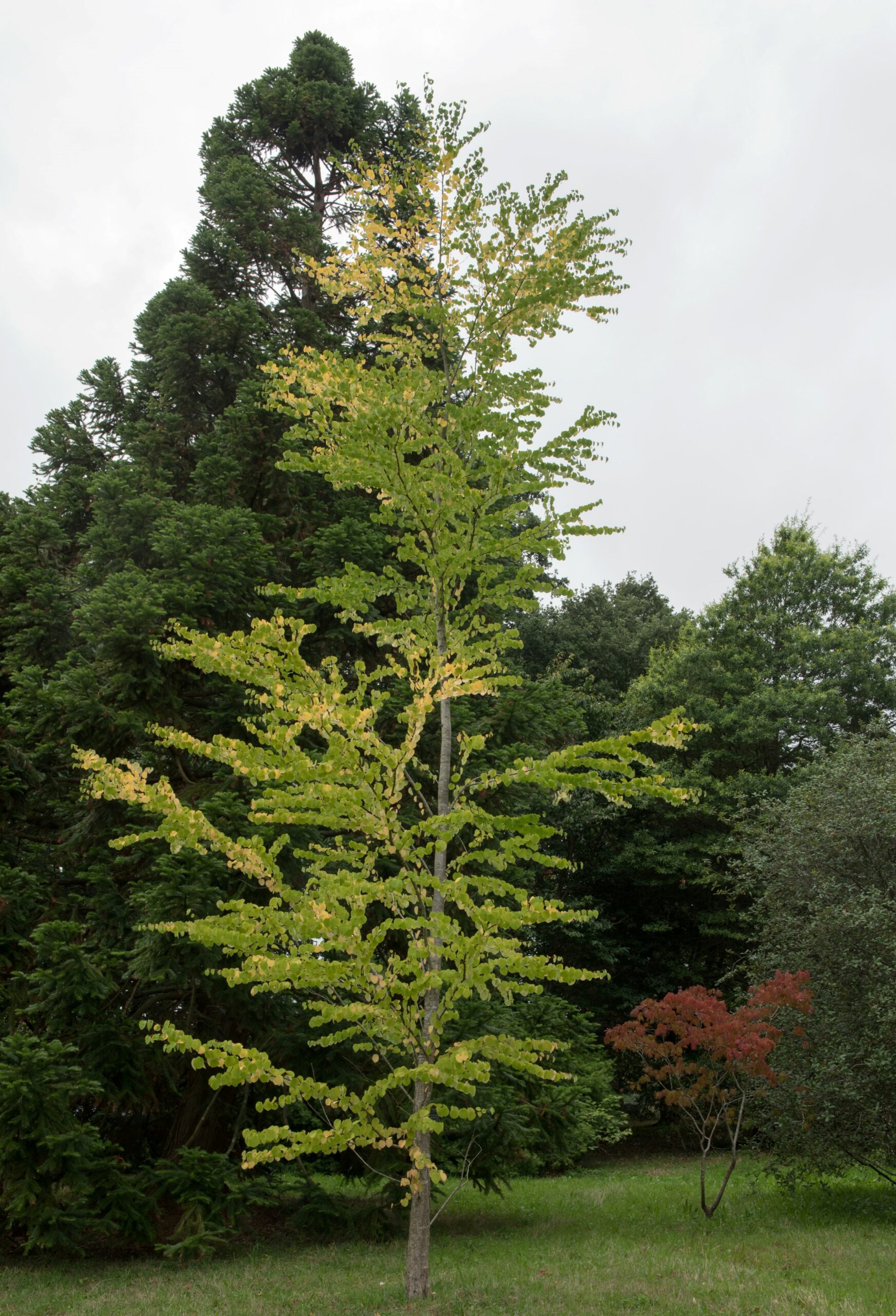 Cercidiphyllum-japonicum tree in field