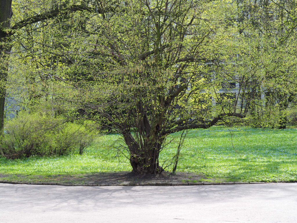 Corylus avellana mature tree on side of the street