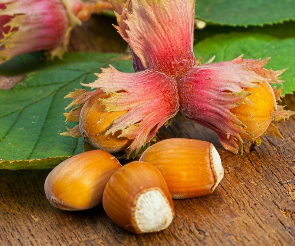 Corylus avellana nuts, fruit and foliage