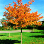 Crataegus prunifolia semi-mature tree in autumn colour