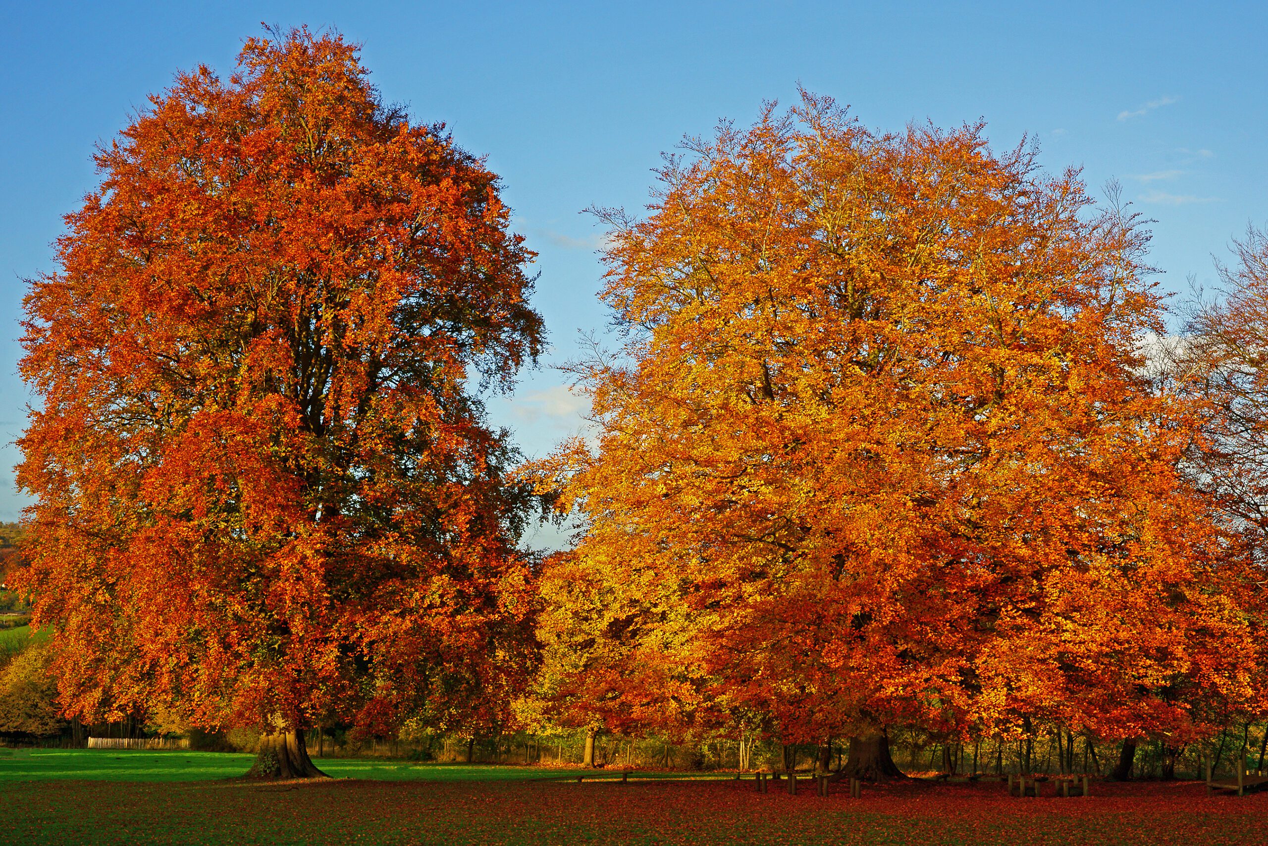Fagus sylvatica mature tree in autumn colour in a field