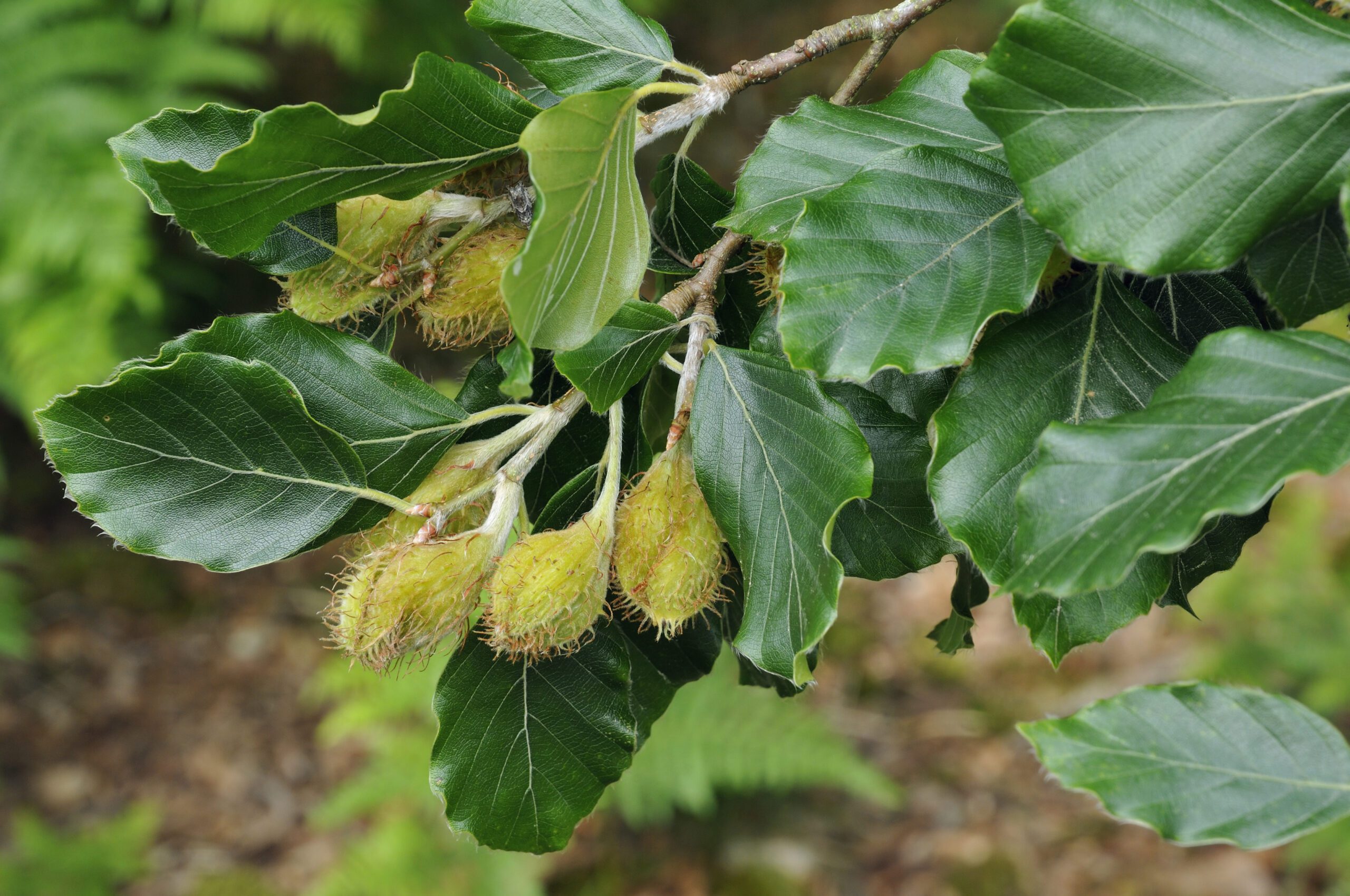 Fagus sylvatica tree nuts