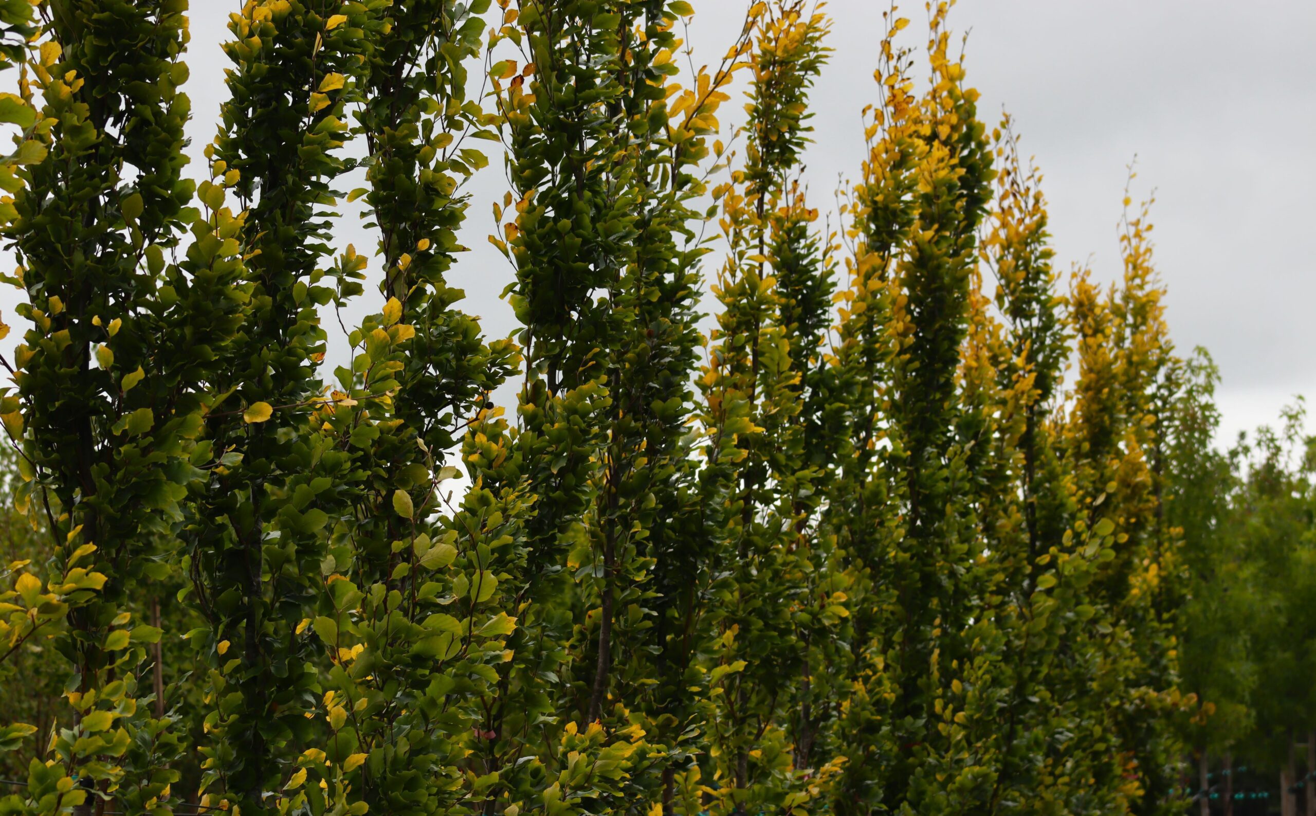 Fagus sylvatica Dawyck Gold yellow and green foliage